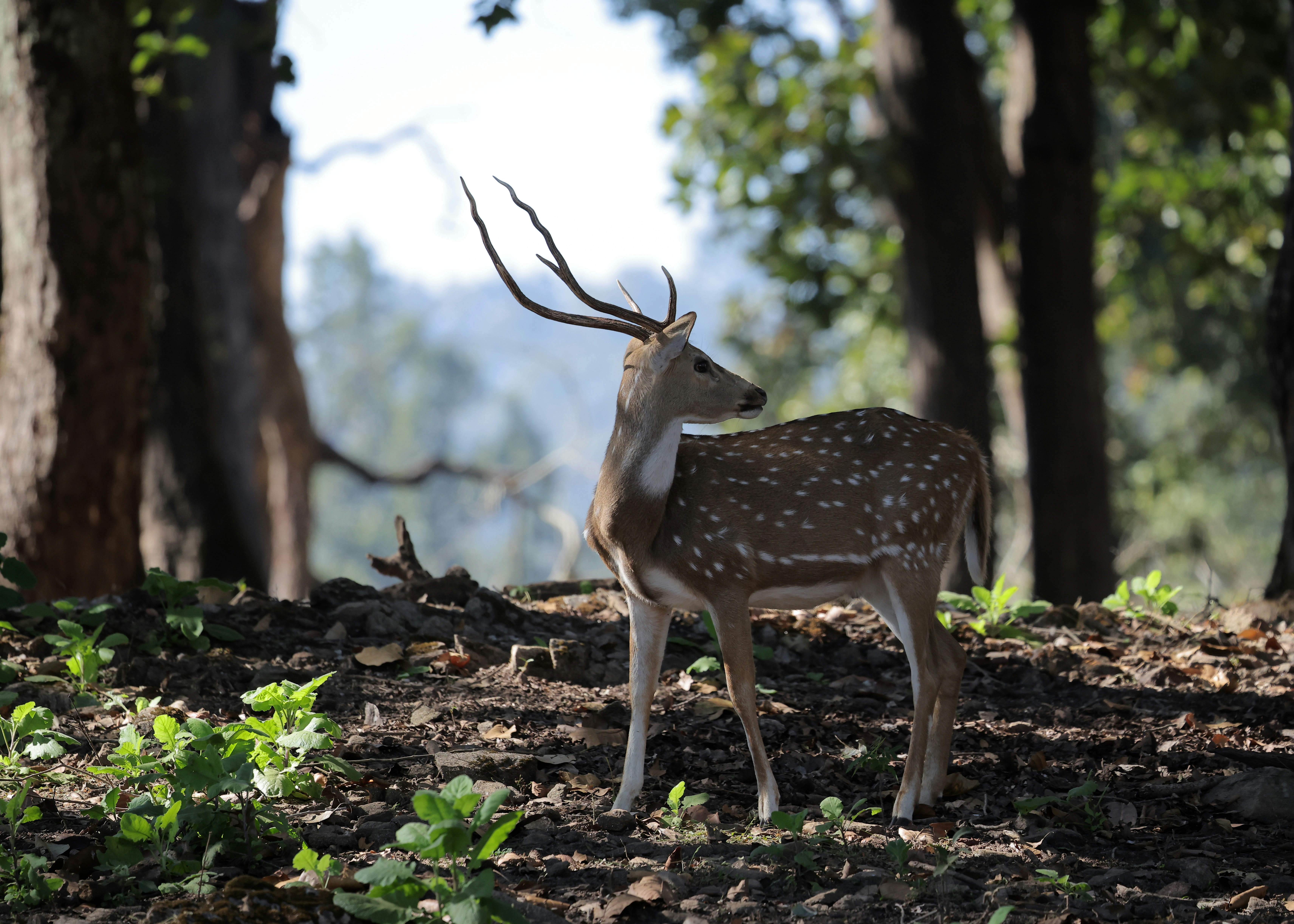Spotted deer standing in a sunlit forest clearing.
