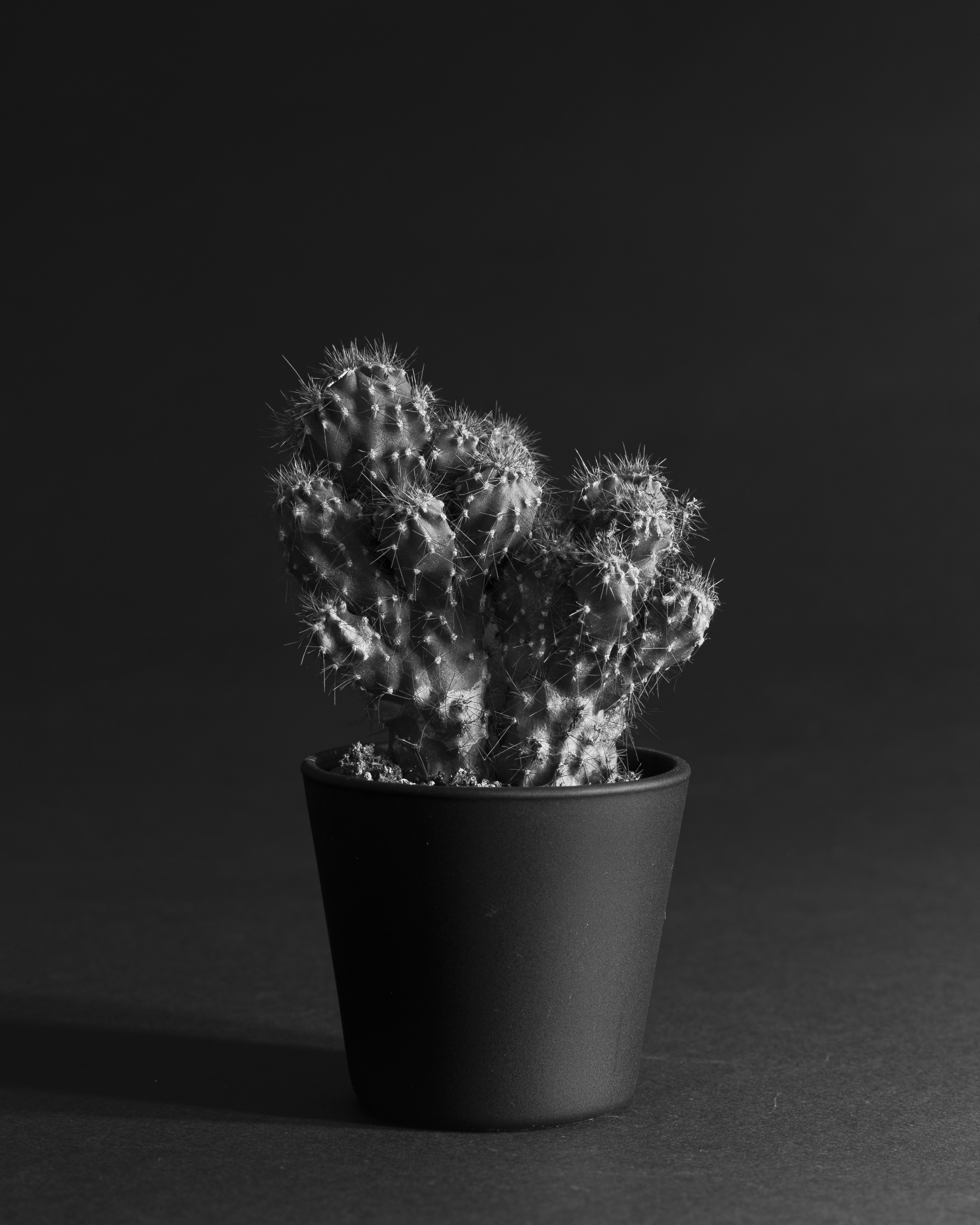 A small potted cactus against a dark background