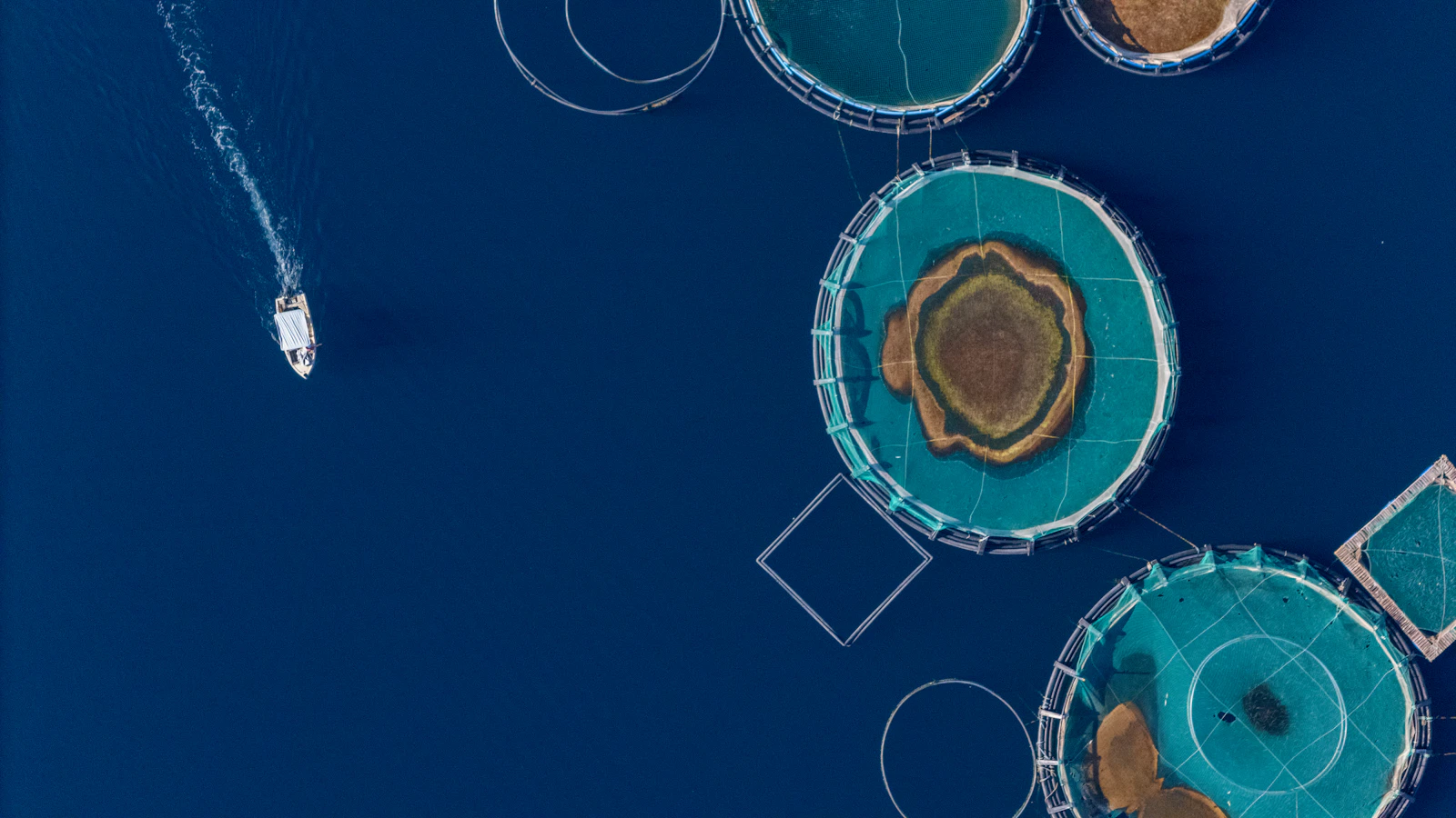 Dissolved Oxygen Monitoring for Fish and Shrimp Ponds: An IoT Guide for Malaysian Farmers