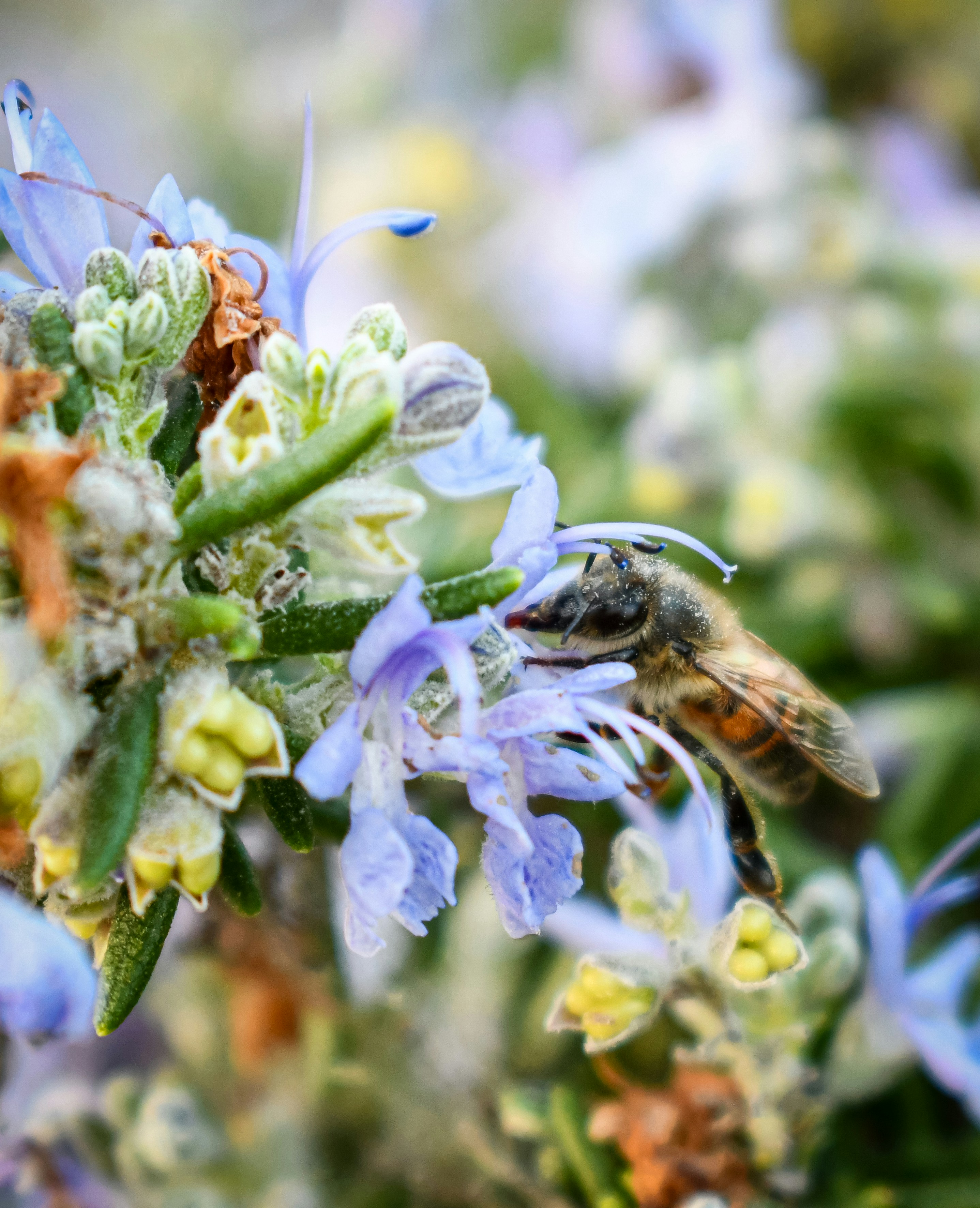 Una abeja recoge néctar de una flor morada.
