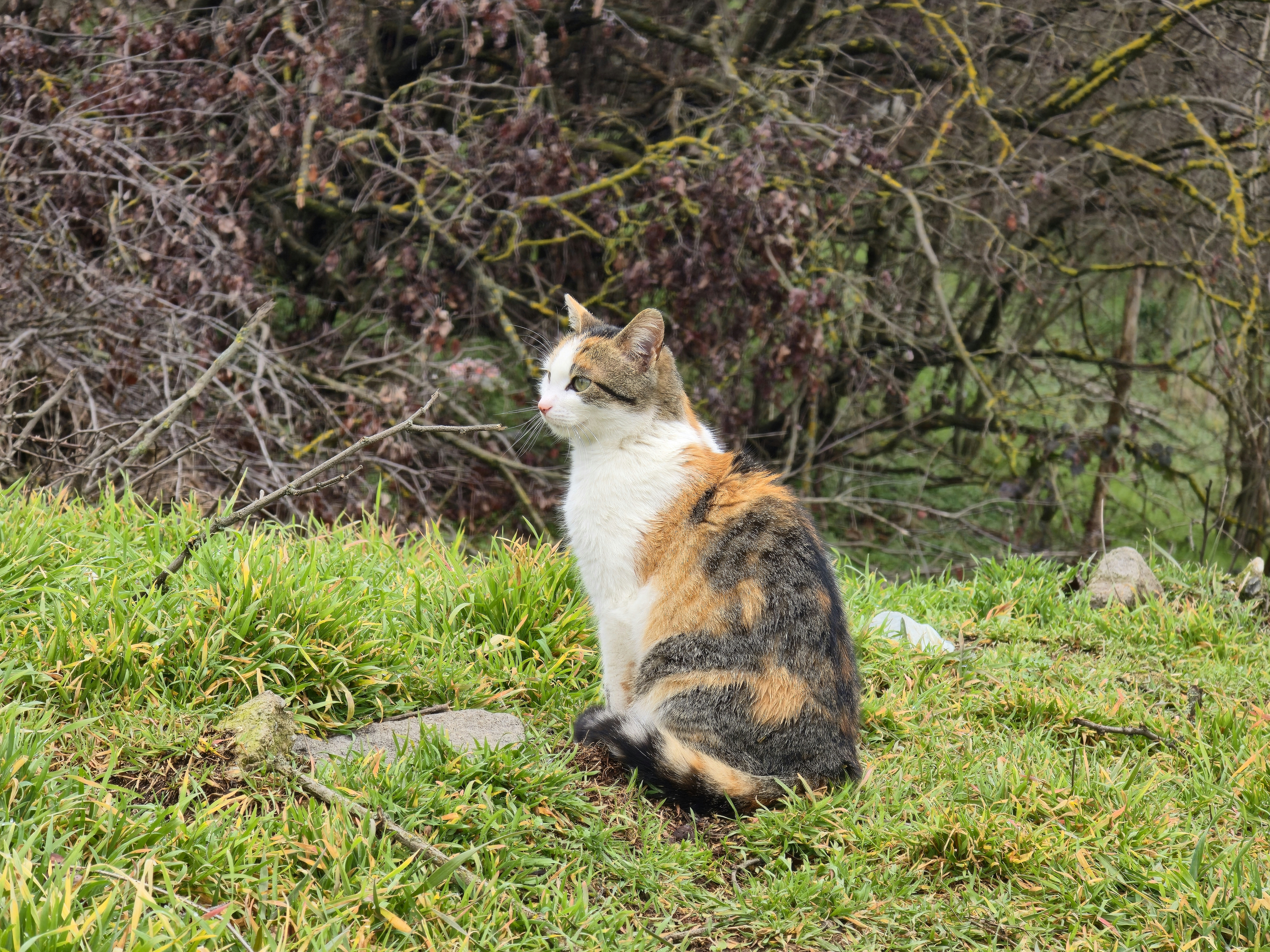 Photo by alberthyseni