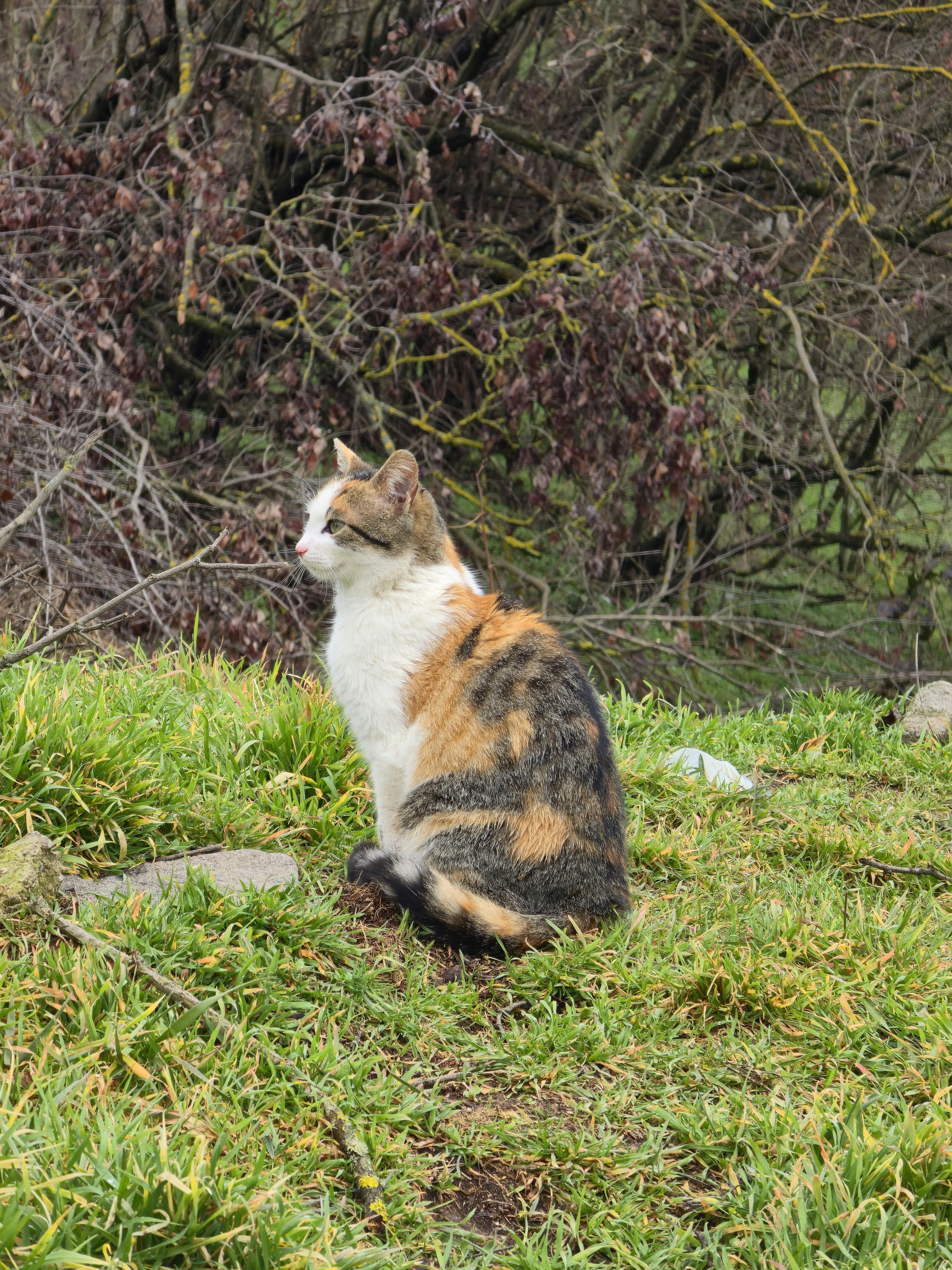 Photo by alberthyseni