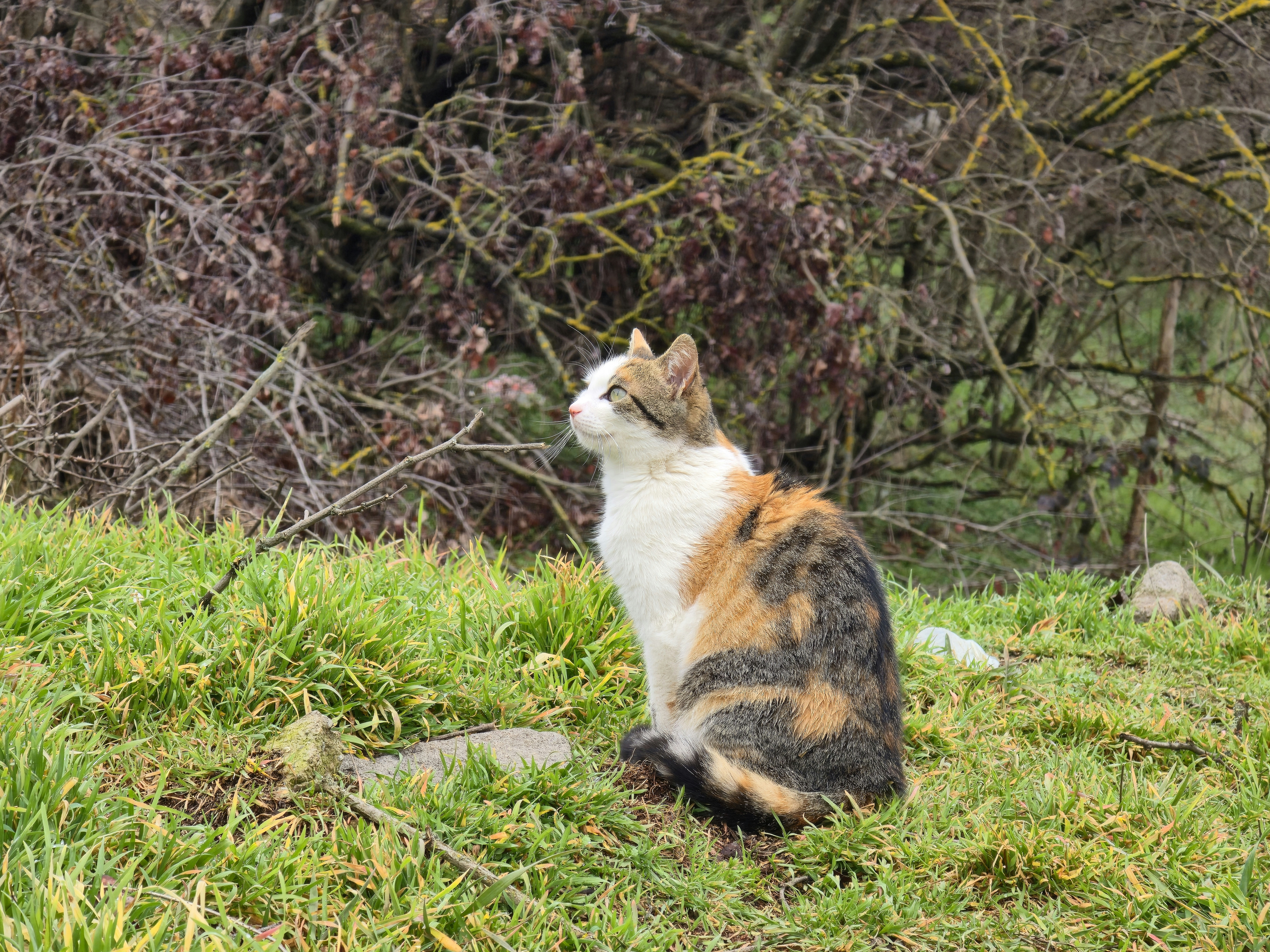 Photo by alberthyseni