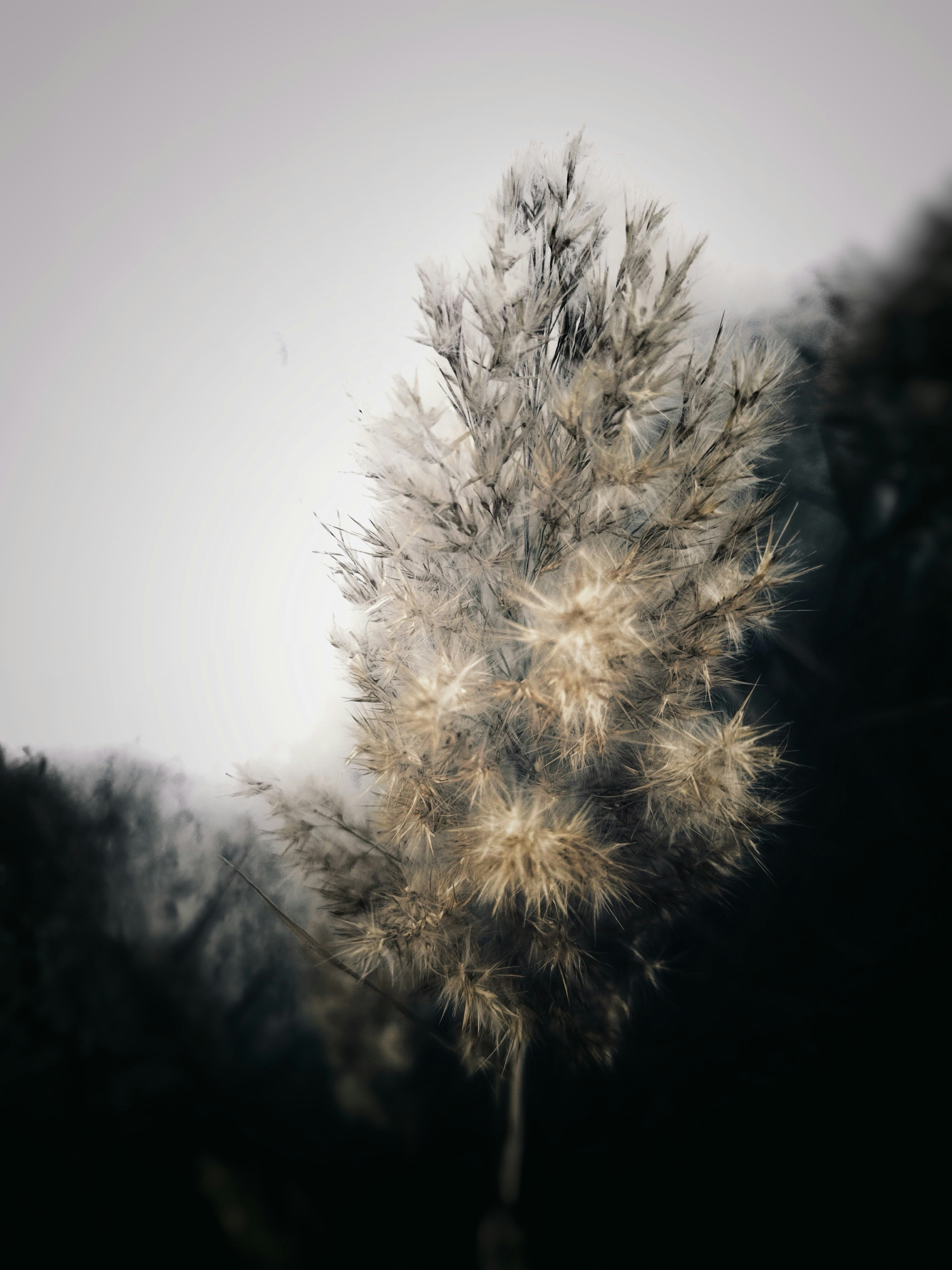 Photo by rafaslens14