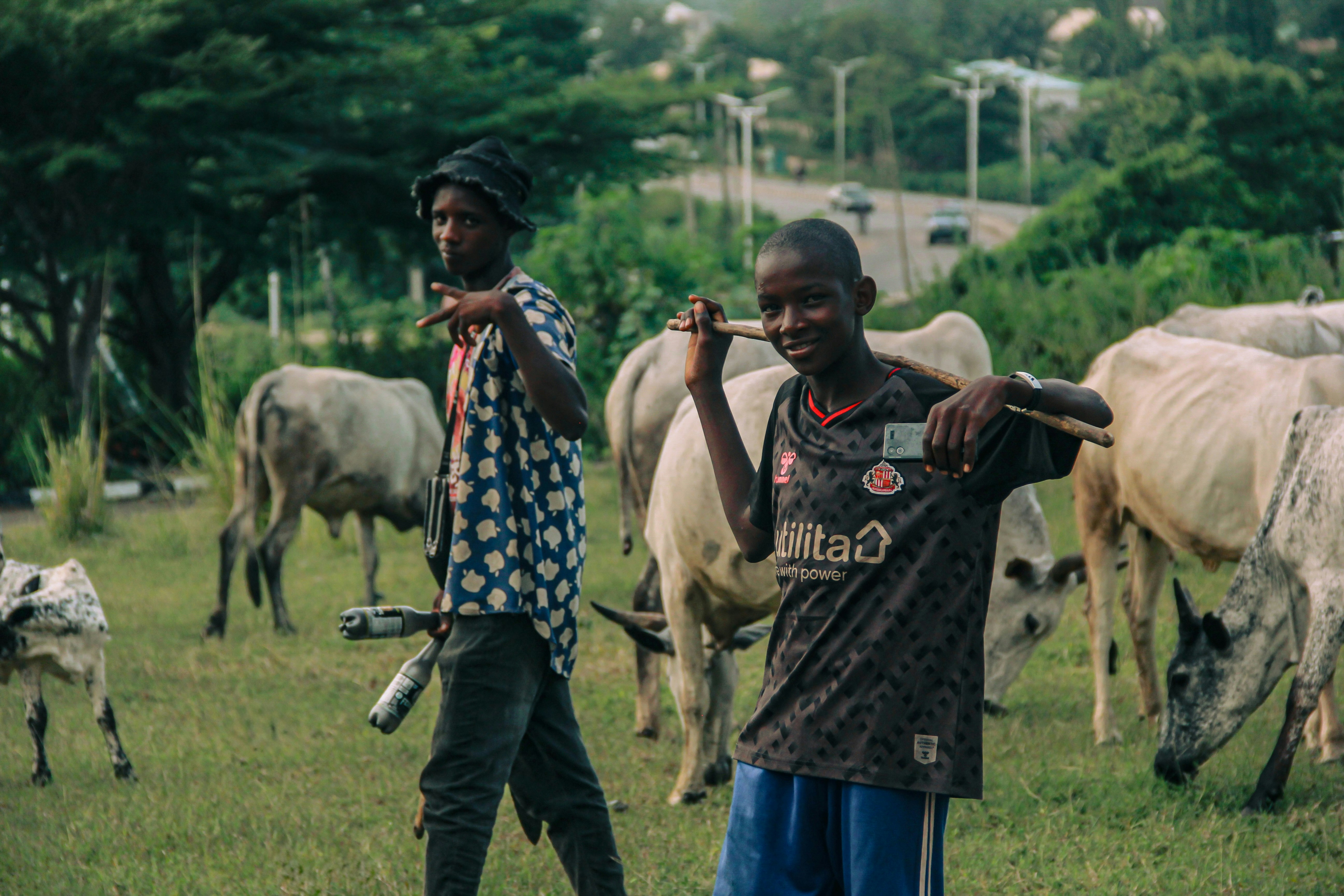 High Yield Friesian Cow