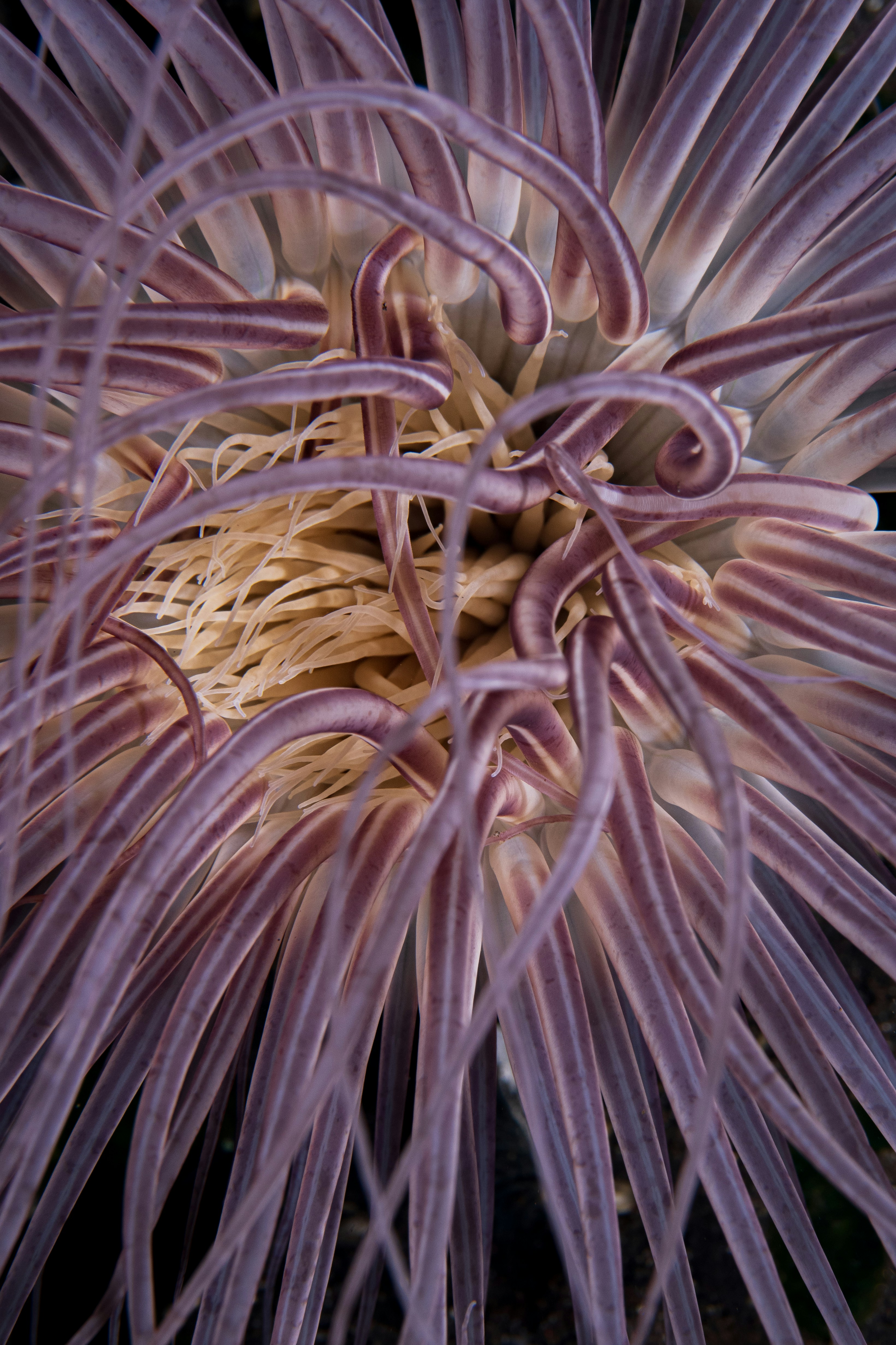 Primer plano de una anémona de mar morada con tentáculos fluidos