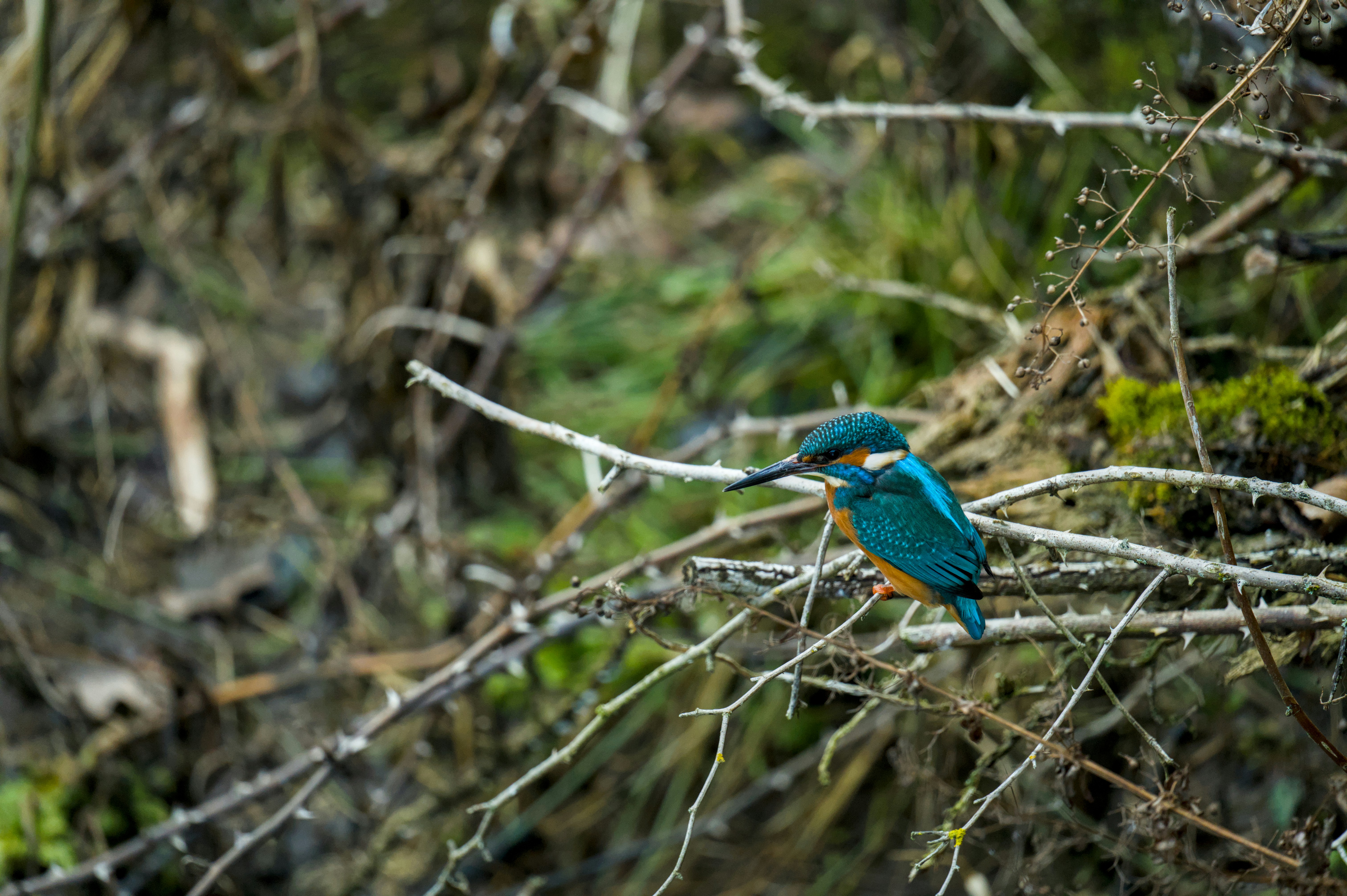 Photo by valentin_karisch