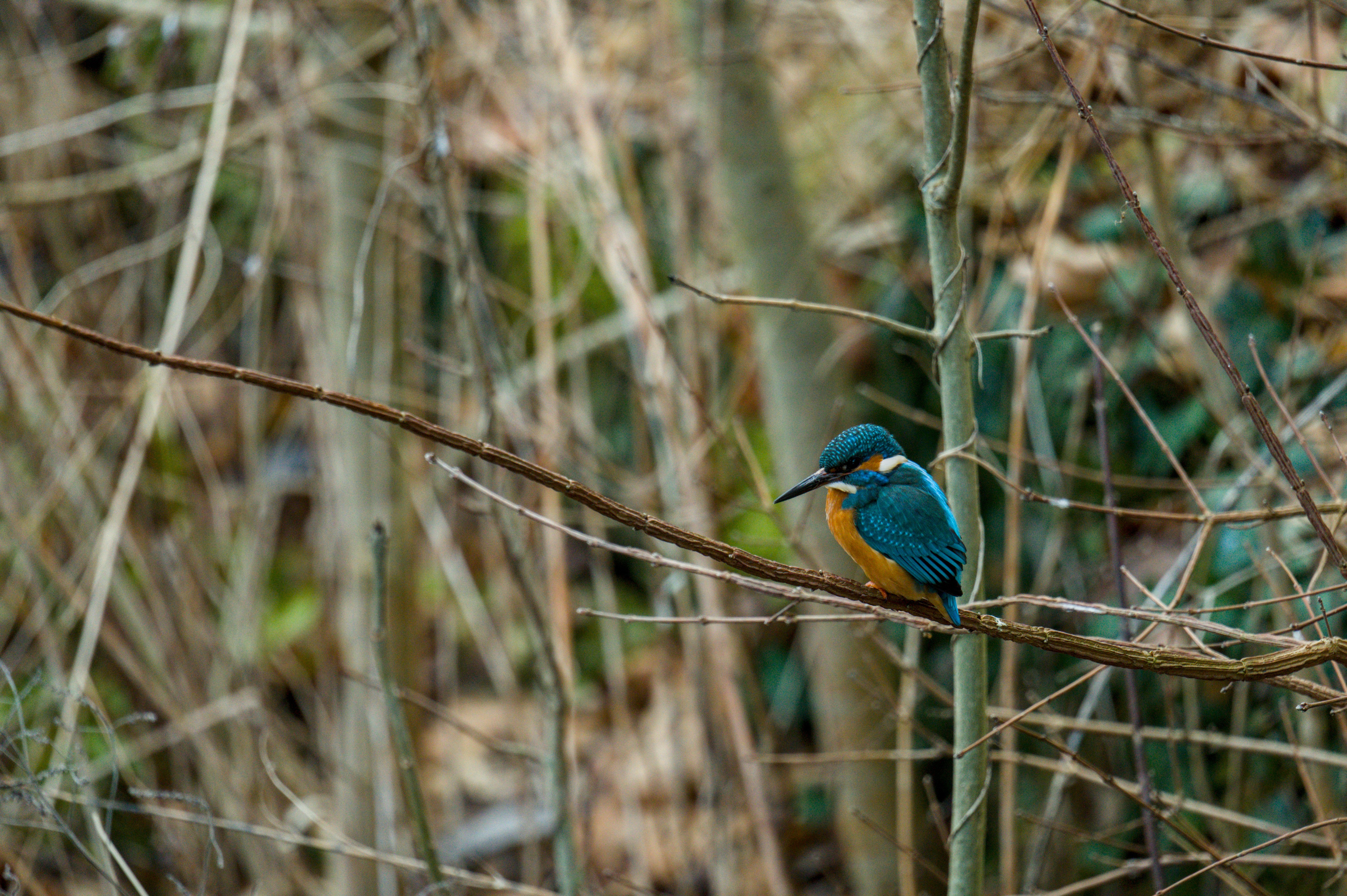 A colorful kingfisher perches on a thin branch.
