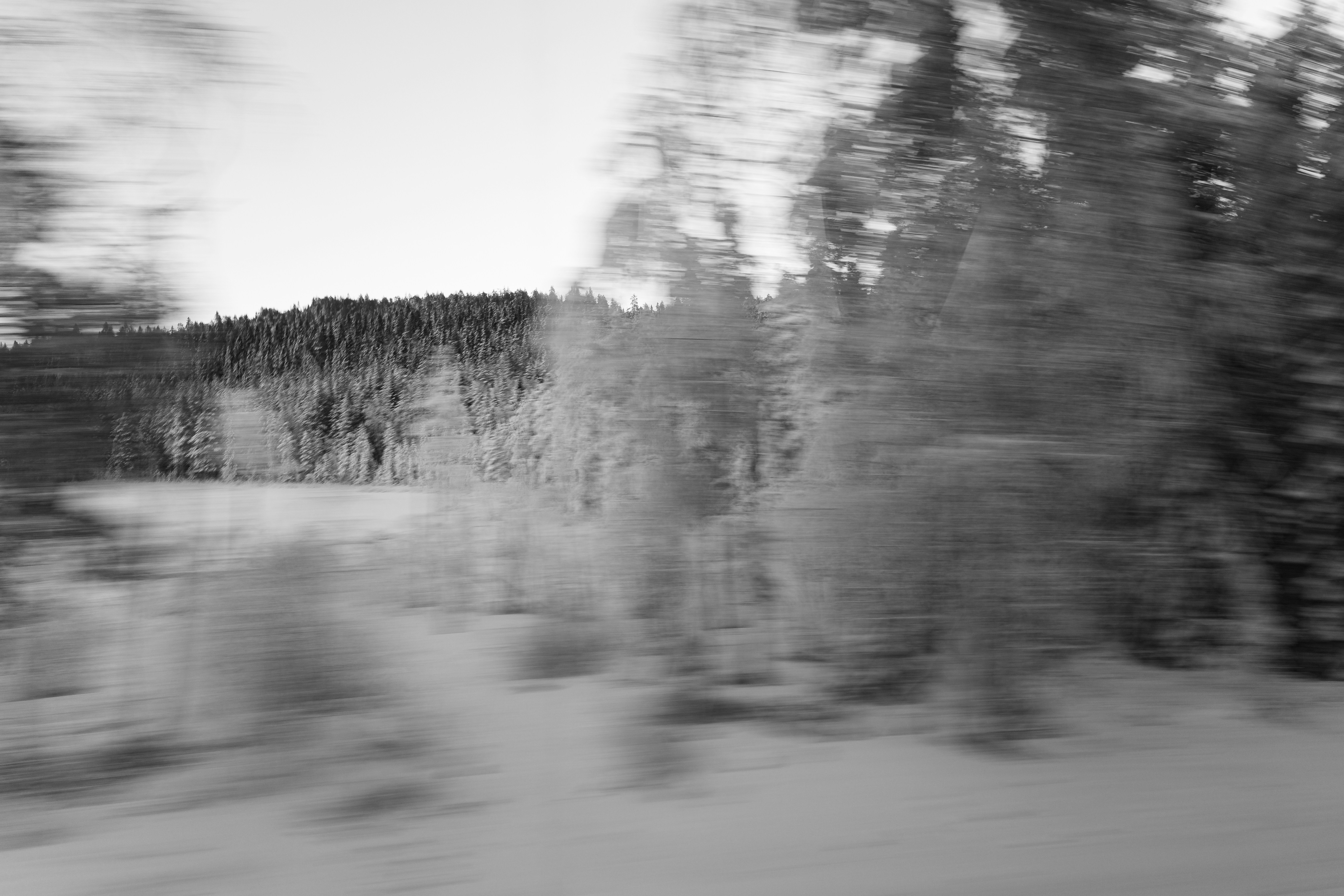 Blurry winter forest scene with snow covered trees
