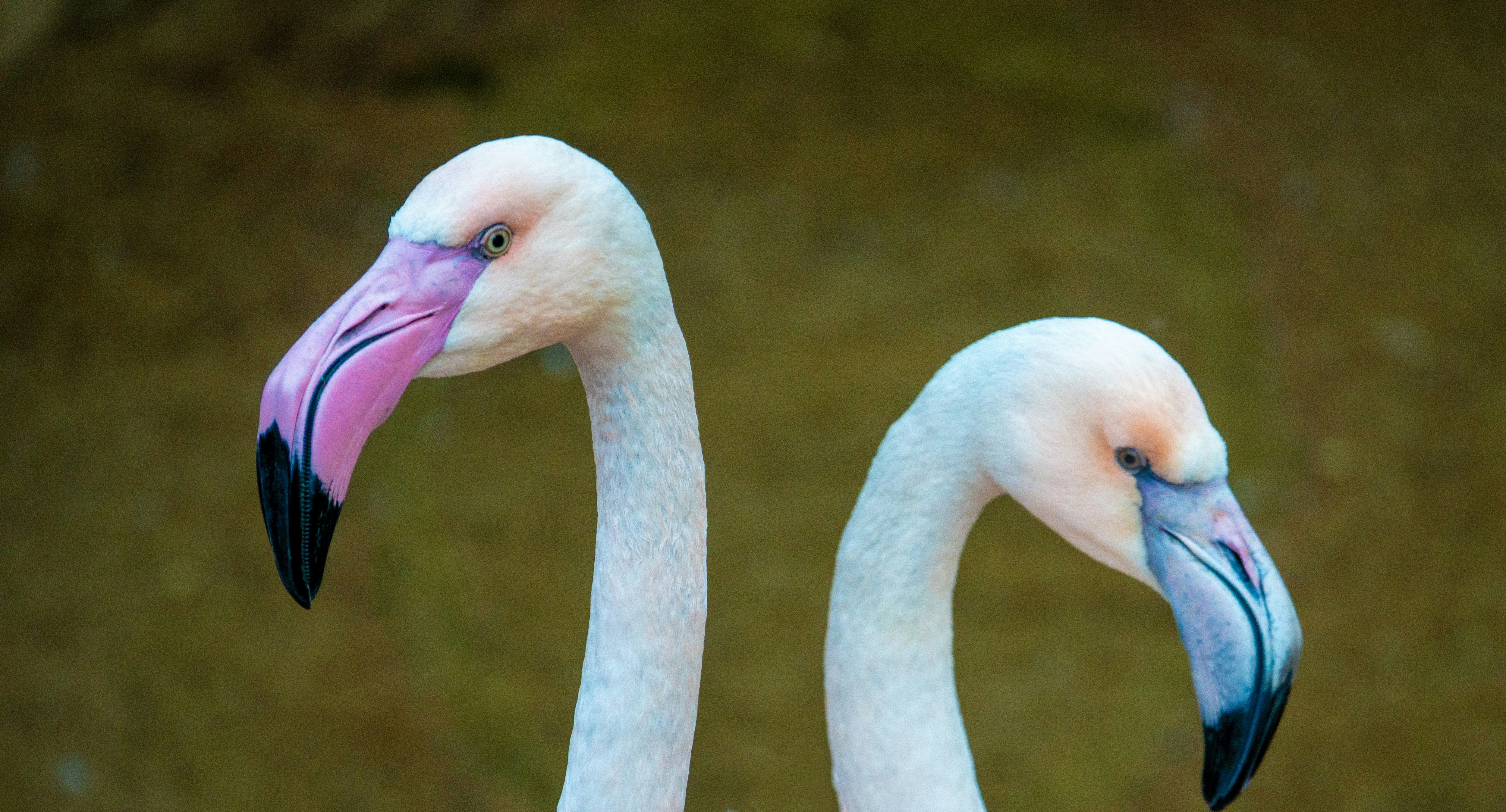 Two flamingos with pink and black beaks close up