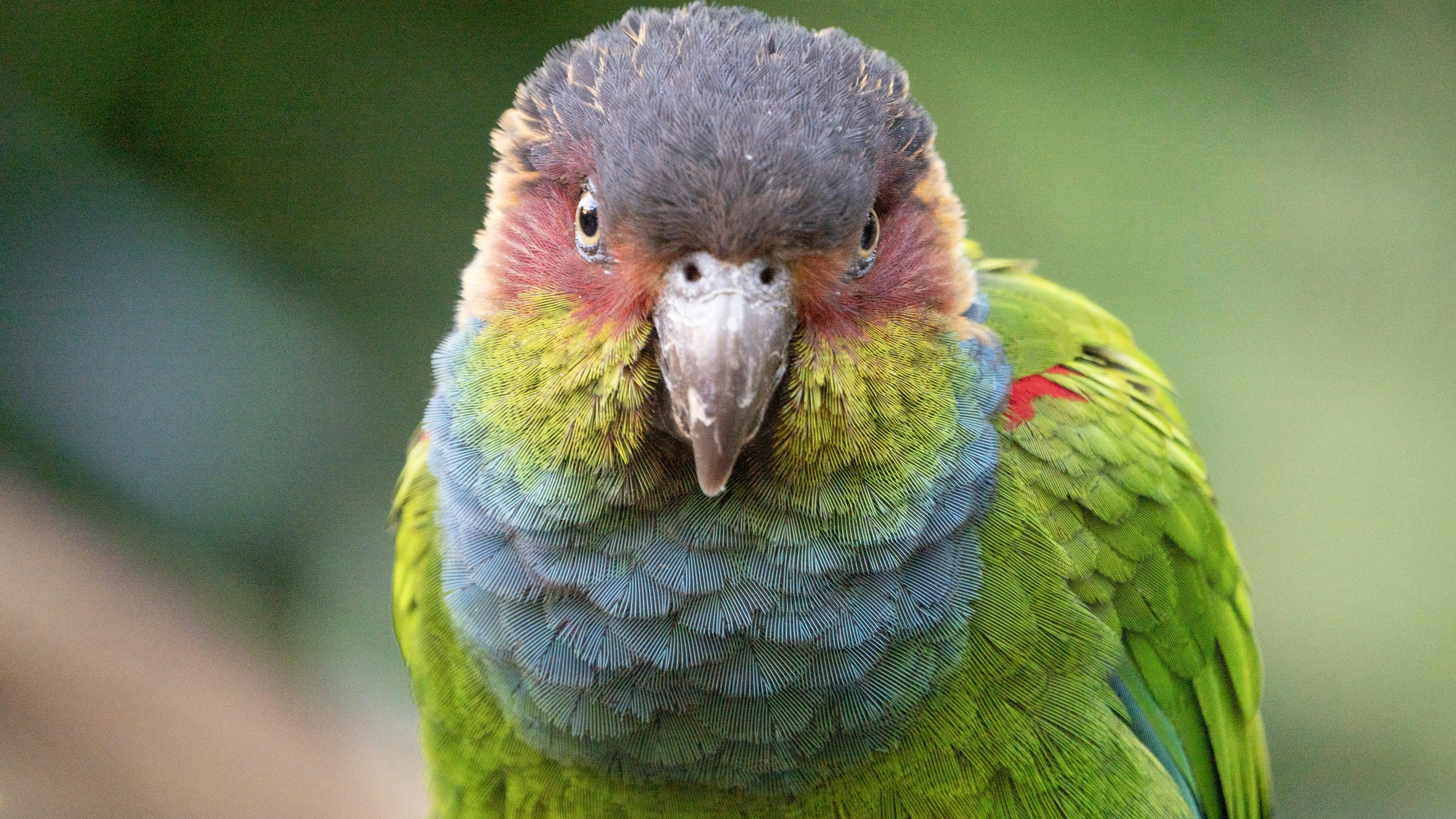 A colorful parrot with a grey head and green body.