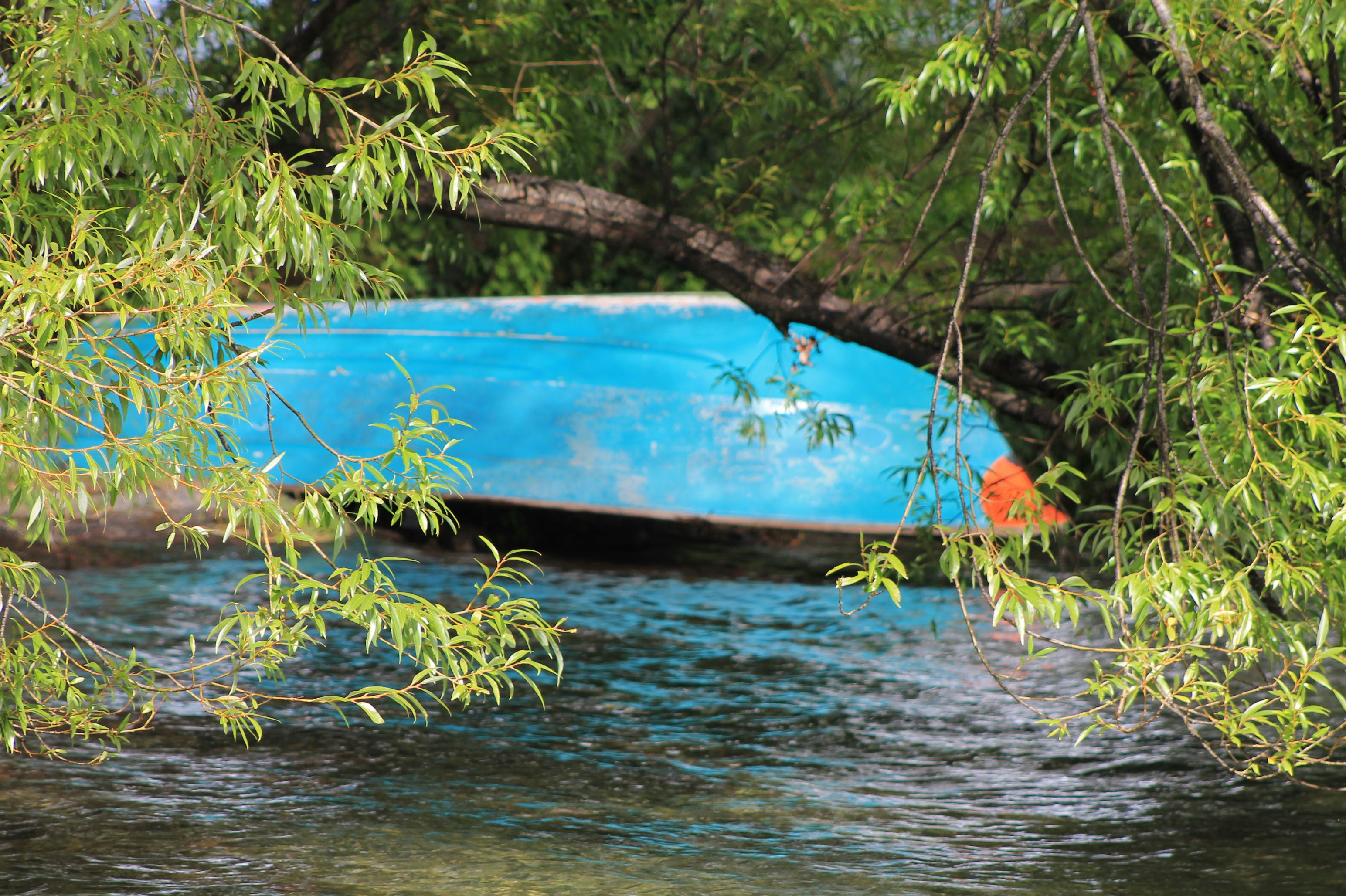 Un barco azul descansa sobre una rama de árbol sobre el agua