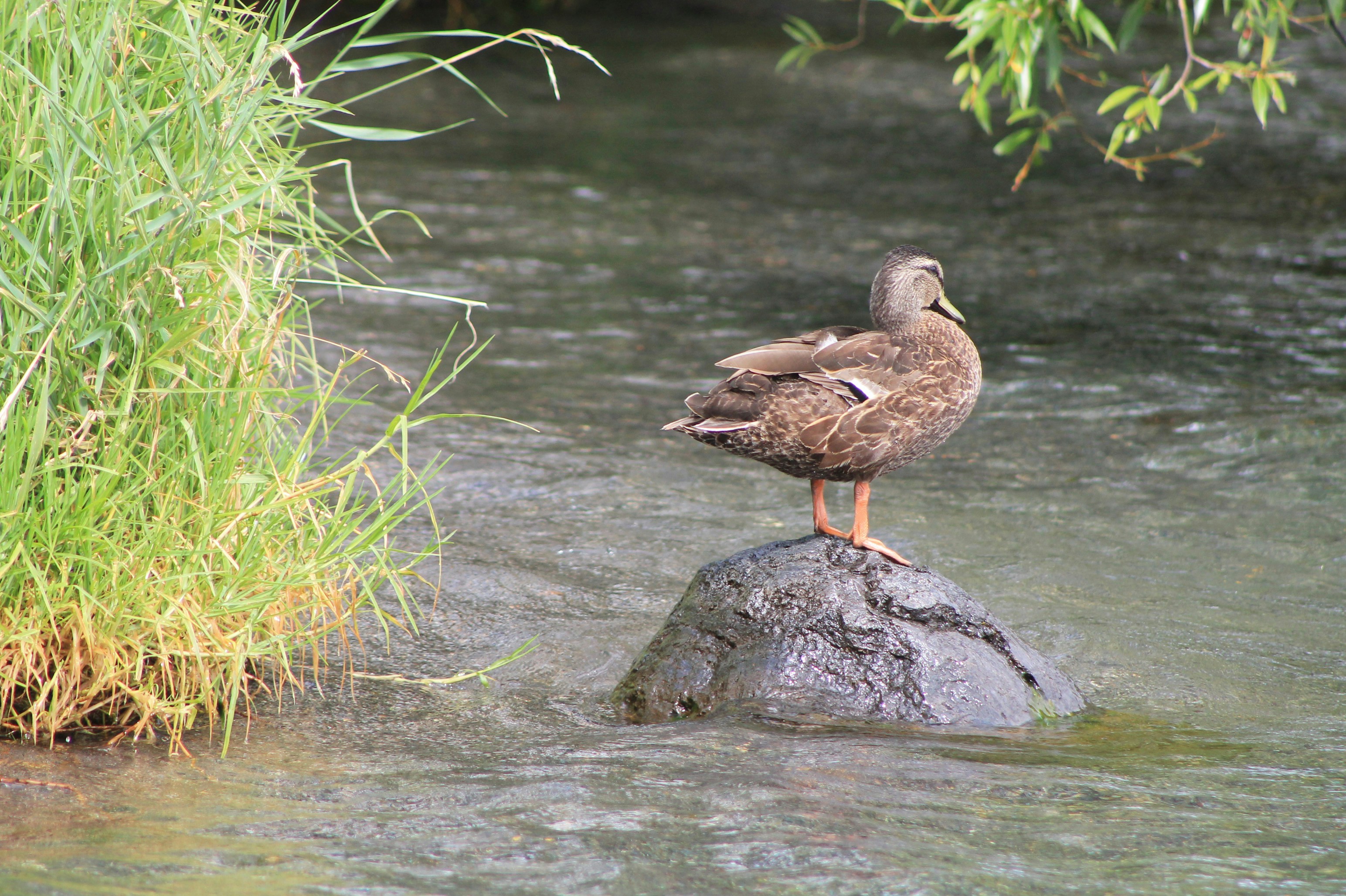 Un pato está de pie sobre una roca en un arroyo.