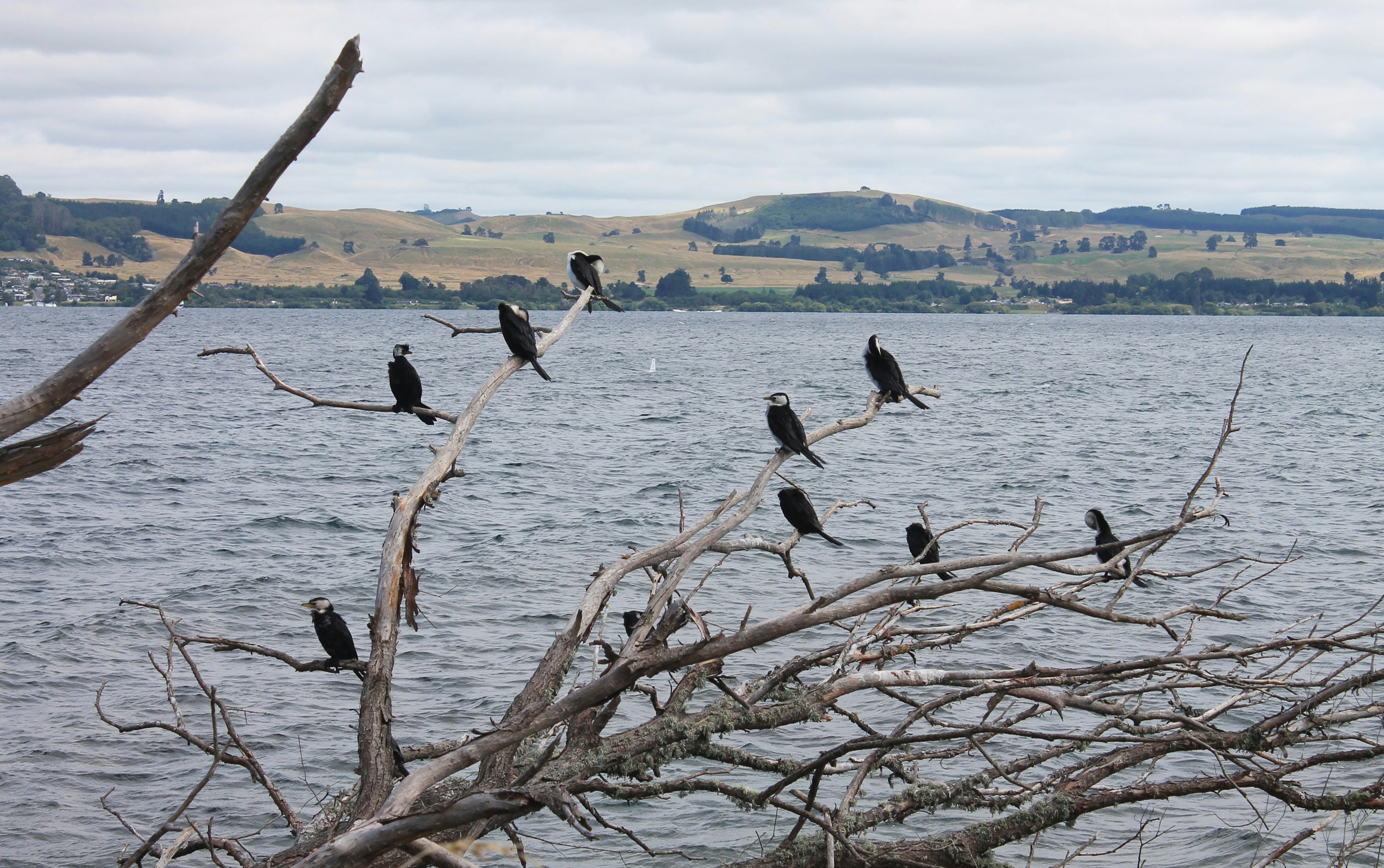 Varias aves se posaron en ramas desnudas junto al agua.