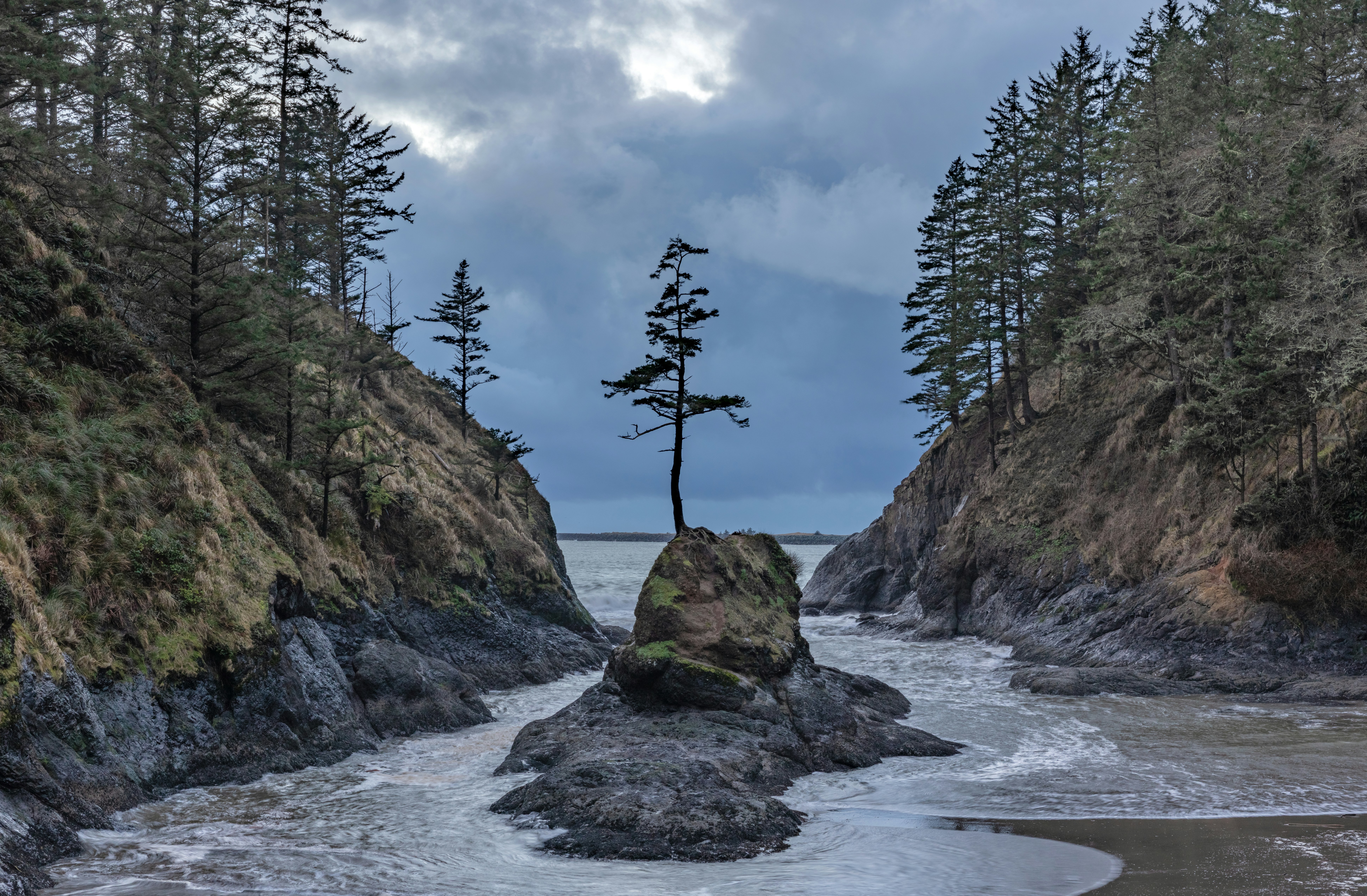 Arbre solitaire sur roche dans une anse côtière