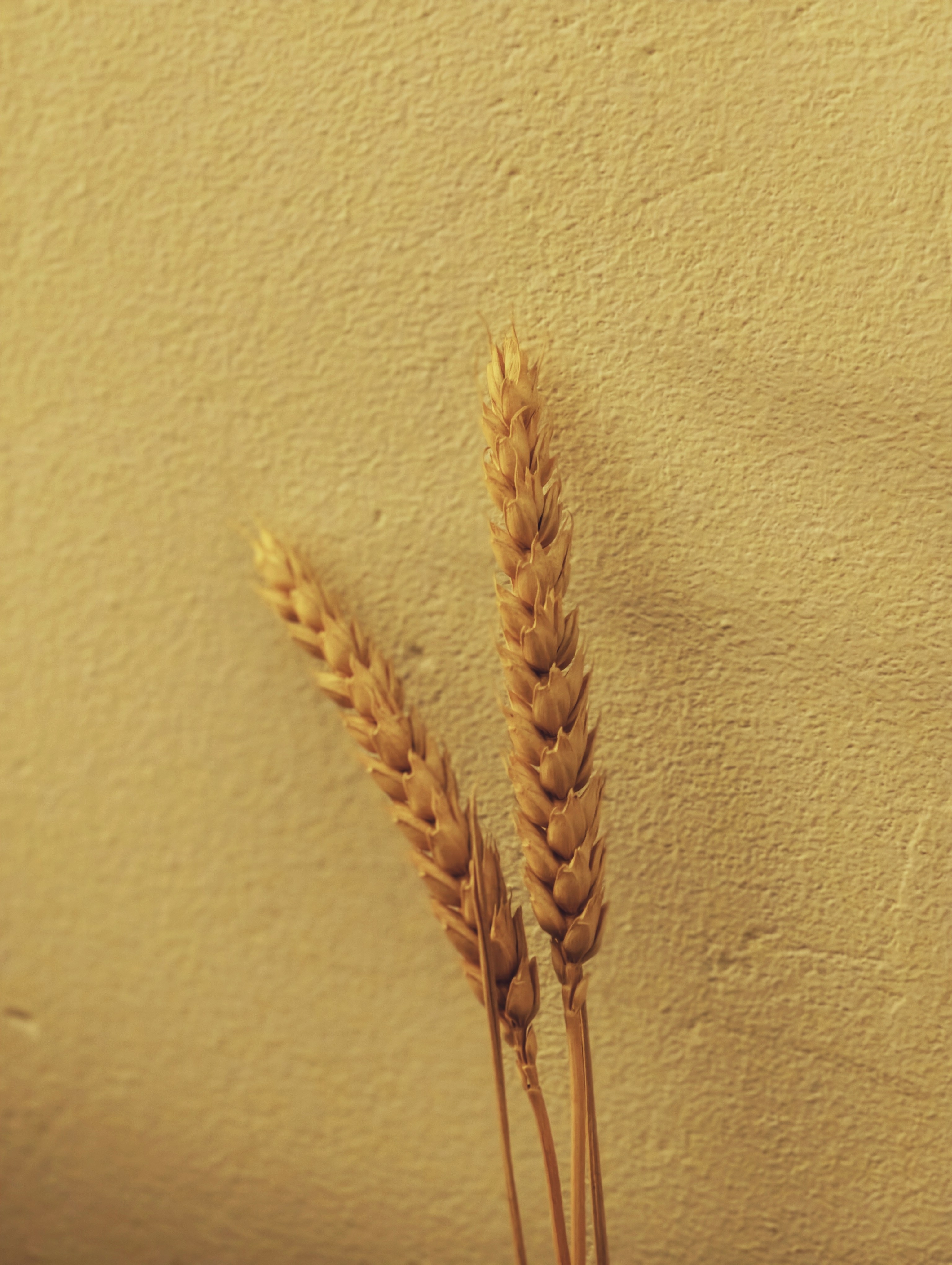 Three stalks of wheat against a textured wall