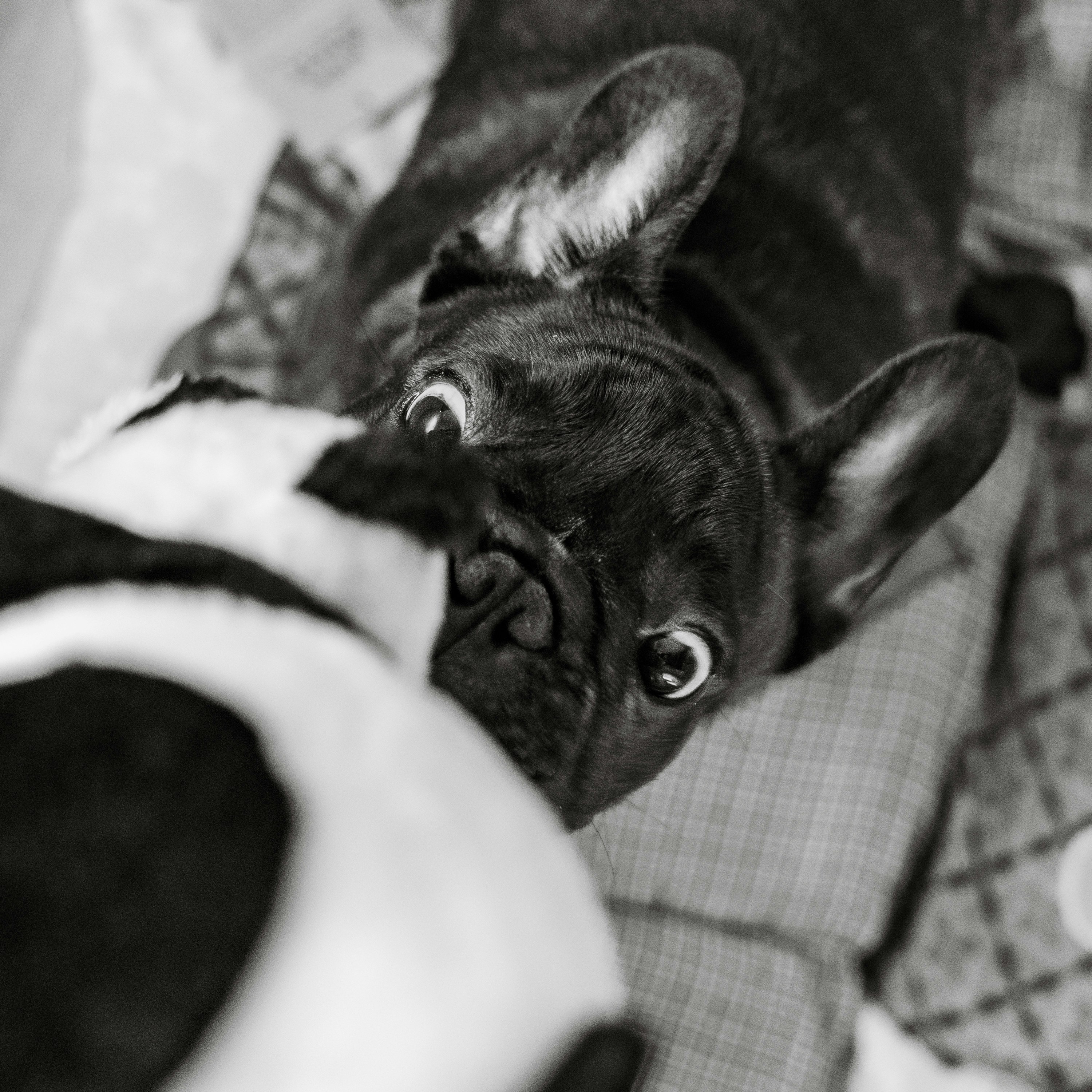 Black French Bulldog peeking around a toy