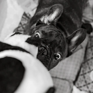 French bulldog playing with a toy