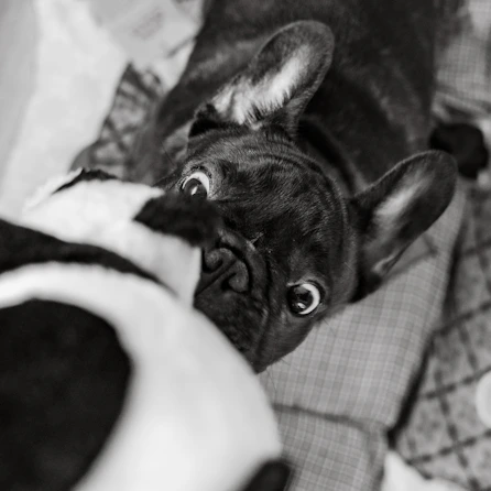 French bulldog playing with a toy