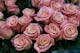 Pink roses