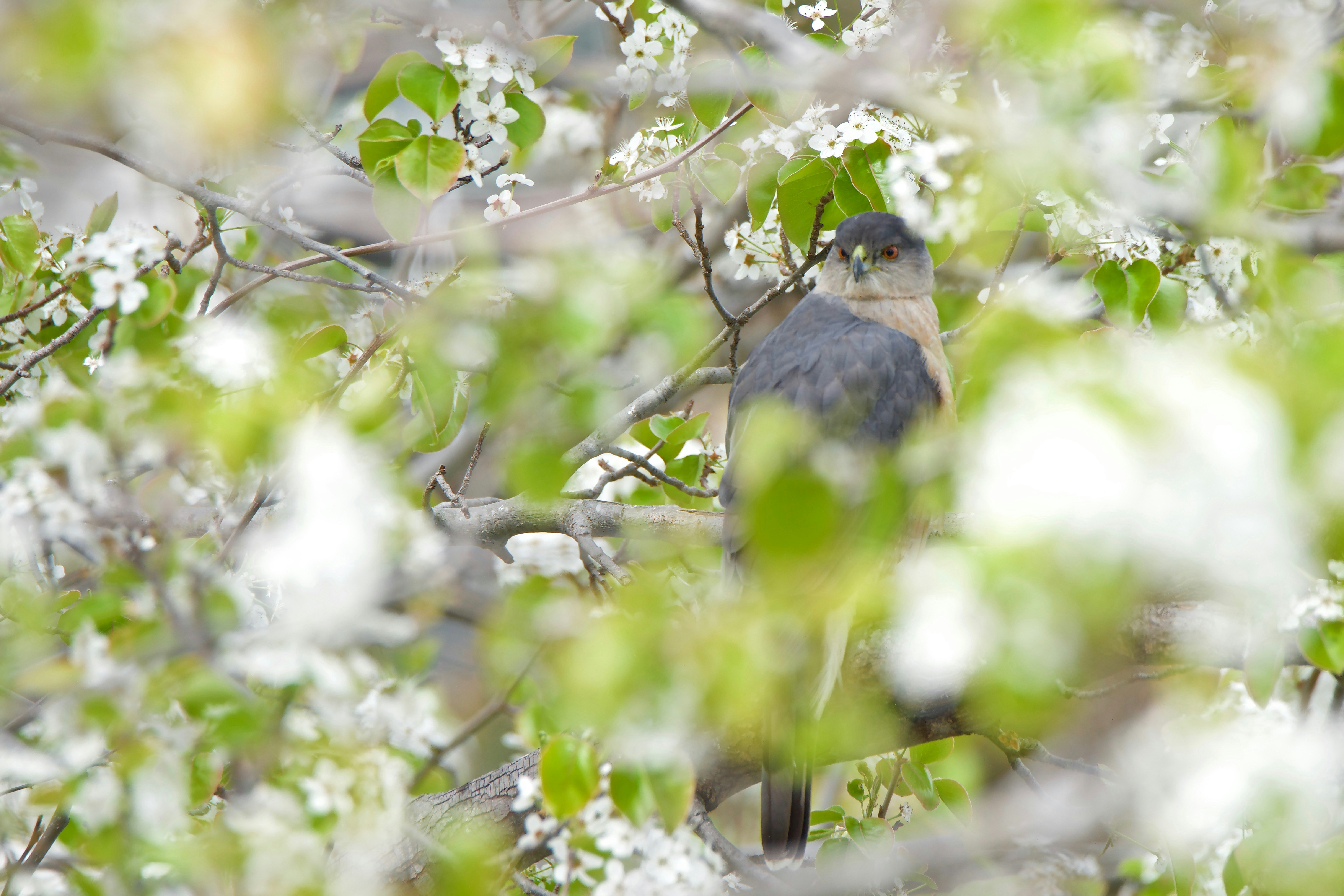 Ein Vogel hockte zwischen blühenden weißen Blumen.