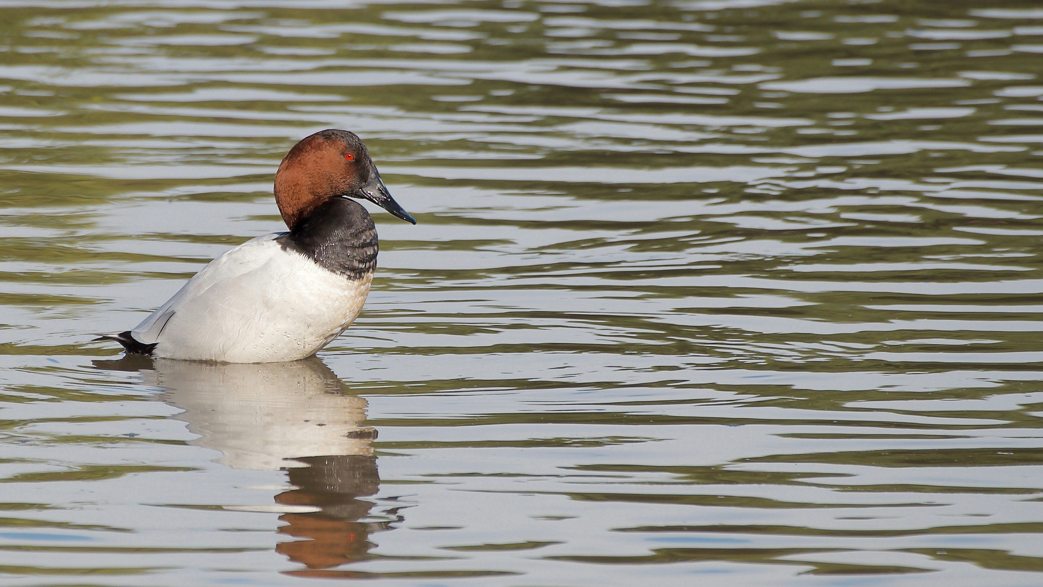 Eine Canvasback-Ente treibt auf wellendem Wasser.