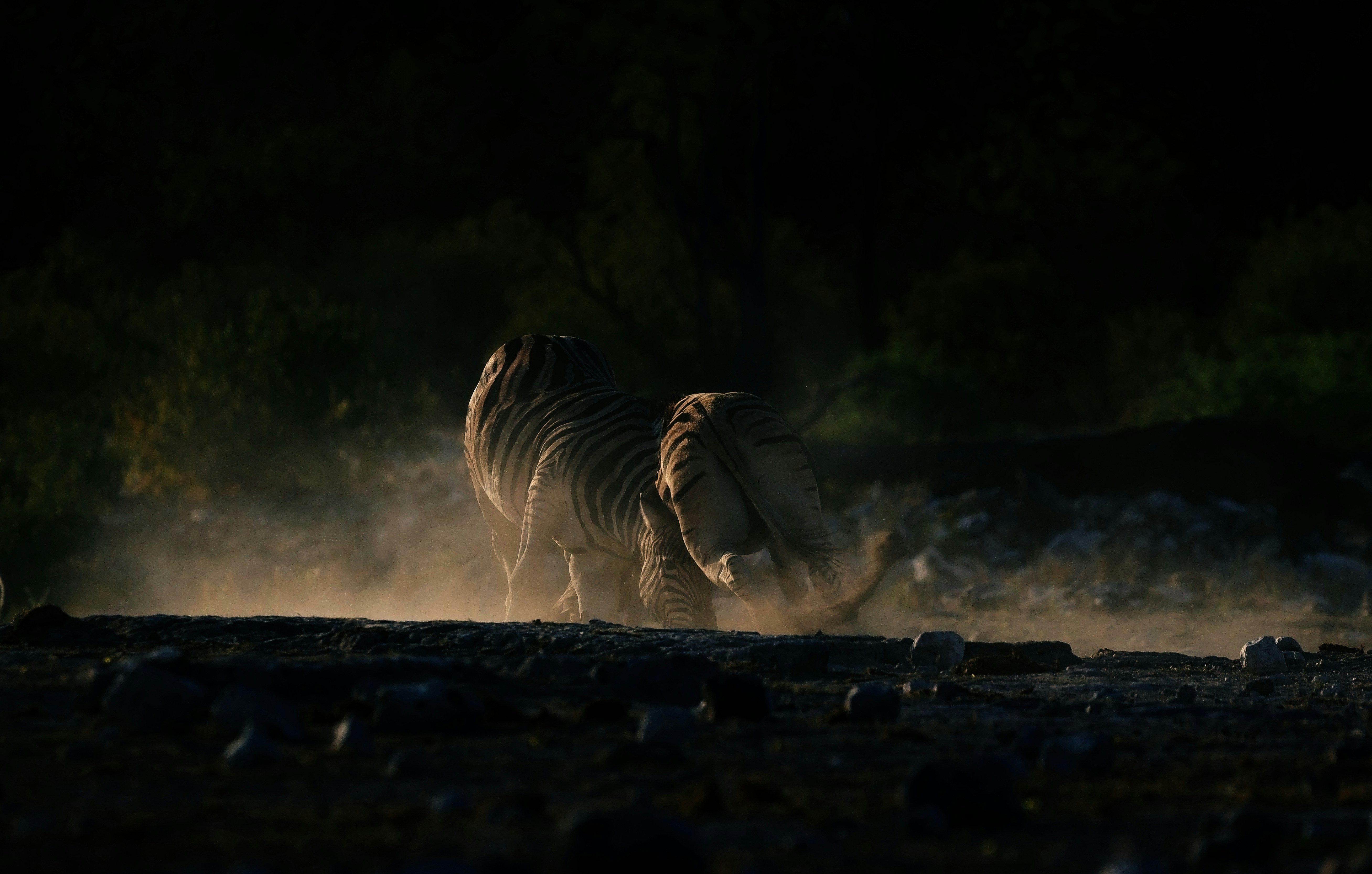 Two lions walking through dust at sunset