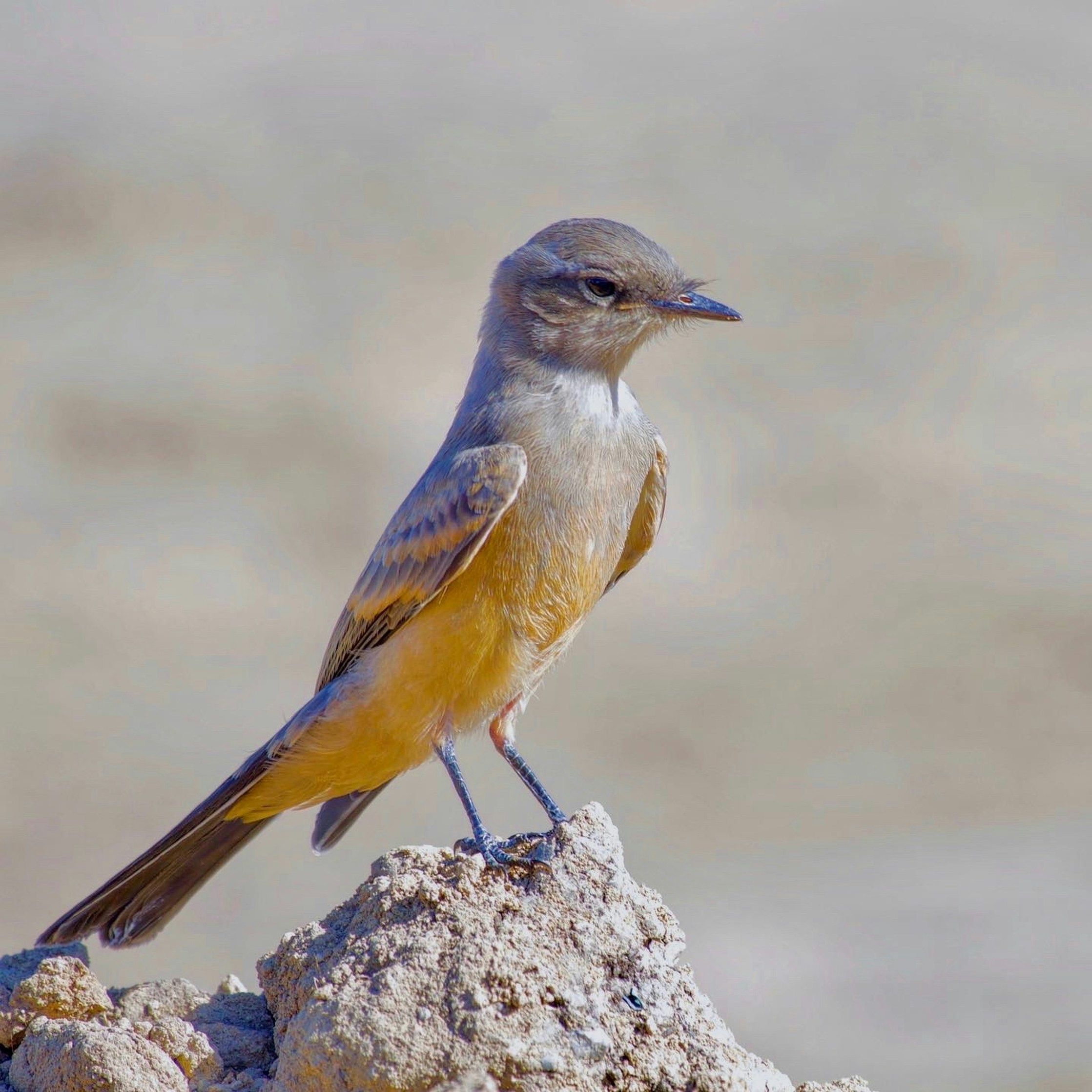 Ein kleiner Vogel, der auf einem Felsen saß.