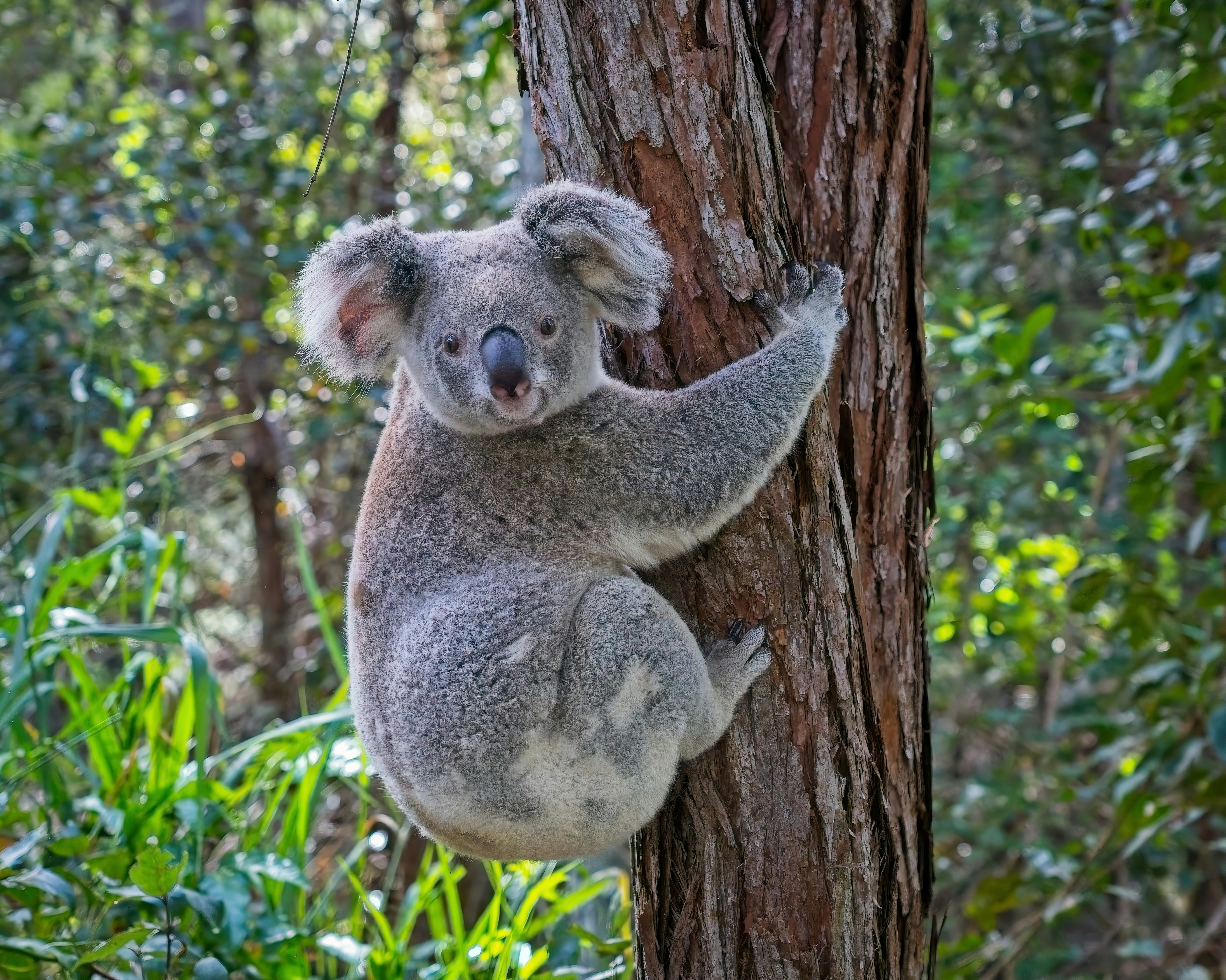 A koala clings to a tree trunk in a forest.