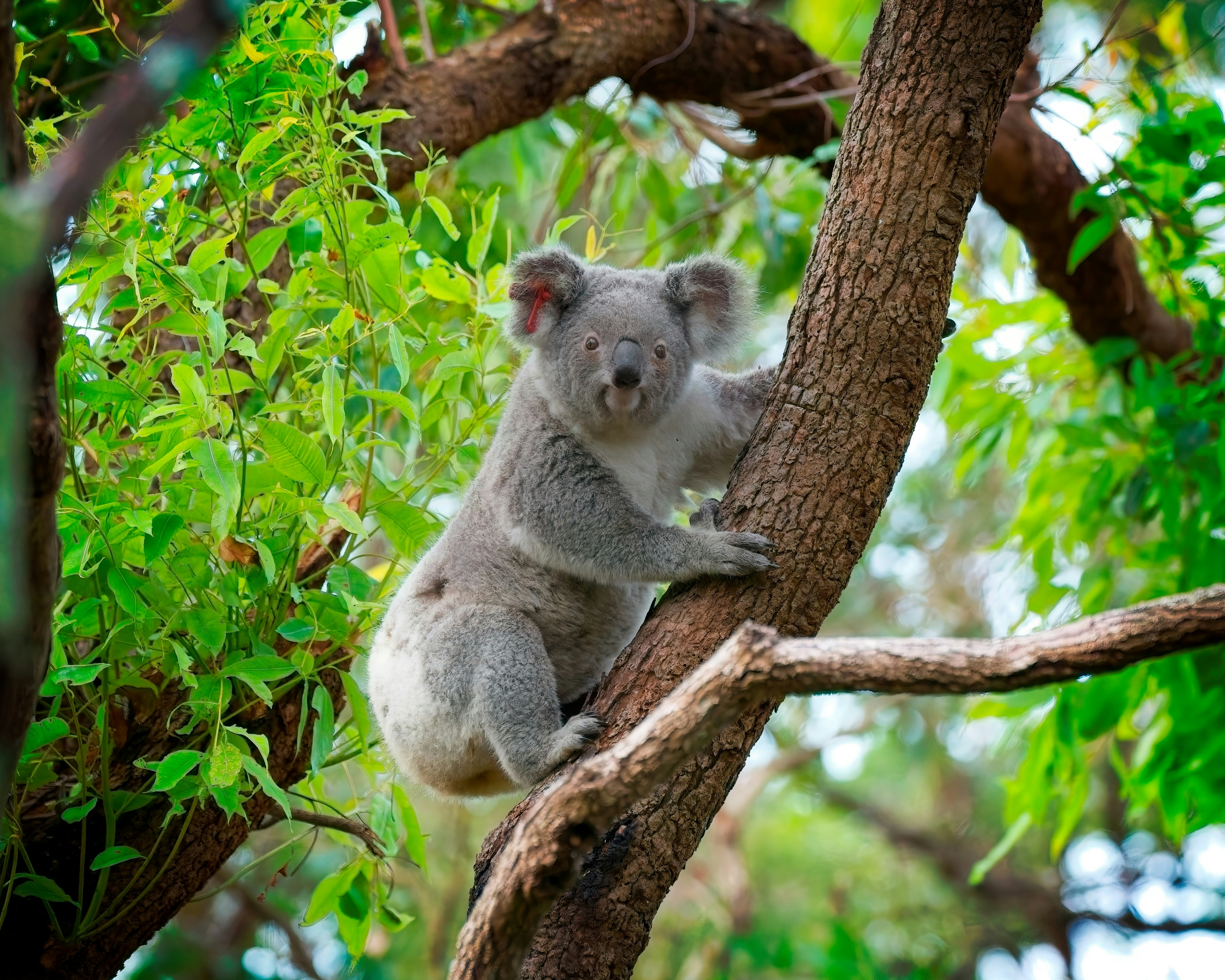 A koala climbs a tree with green leaves.