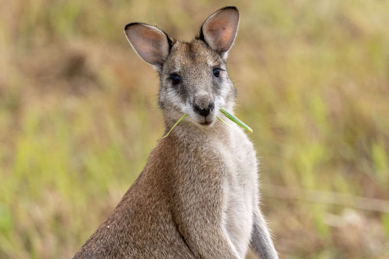 Kangaroo / Wallaby