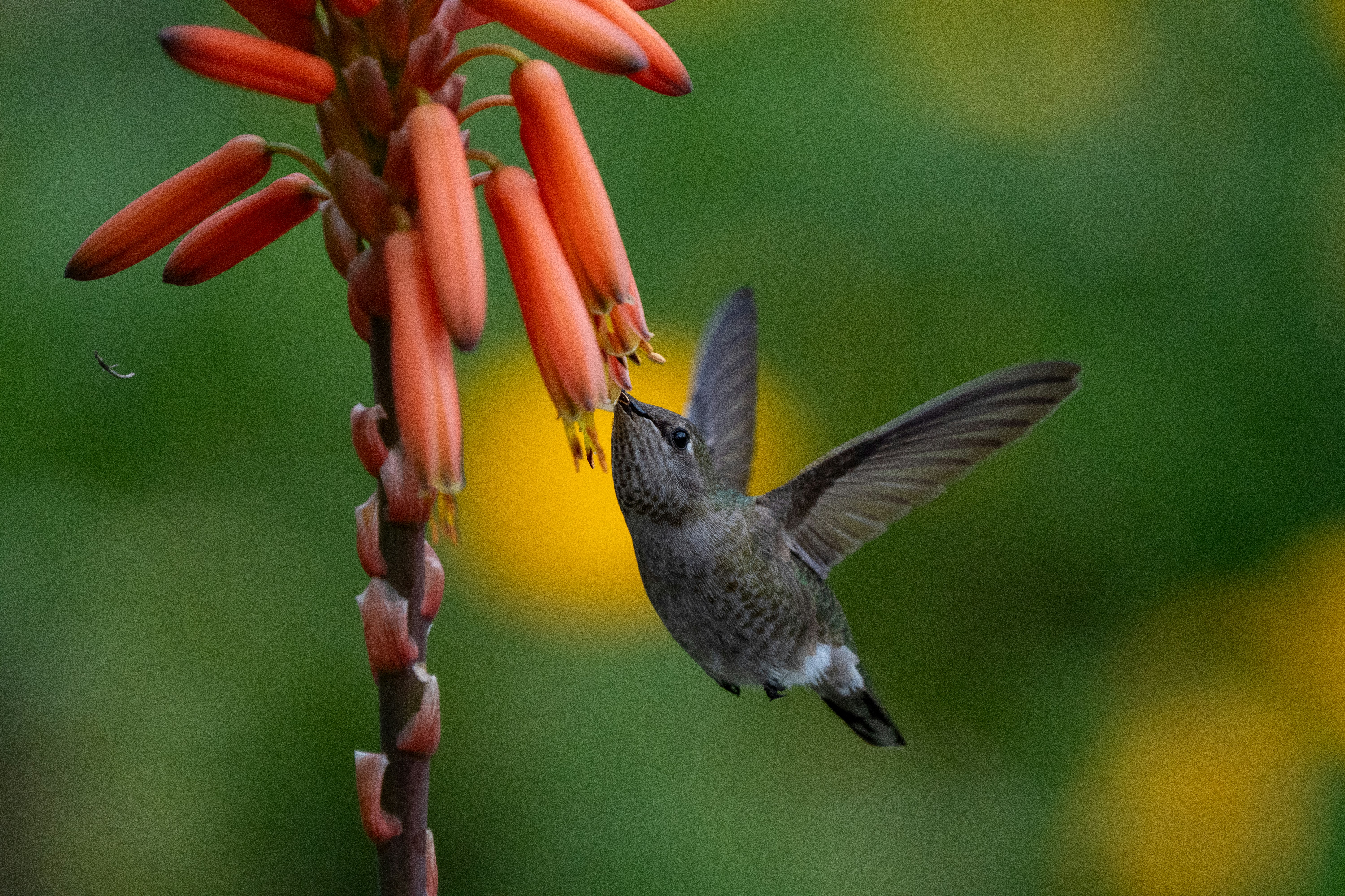 Photo by zacharia_17