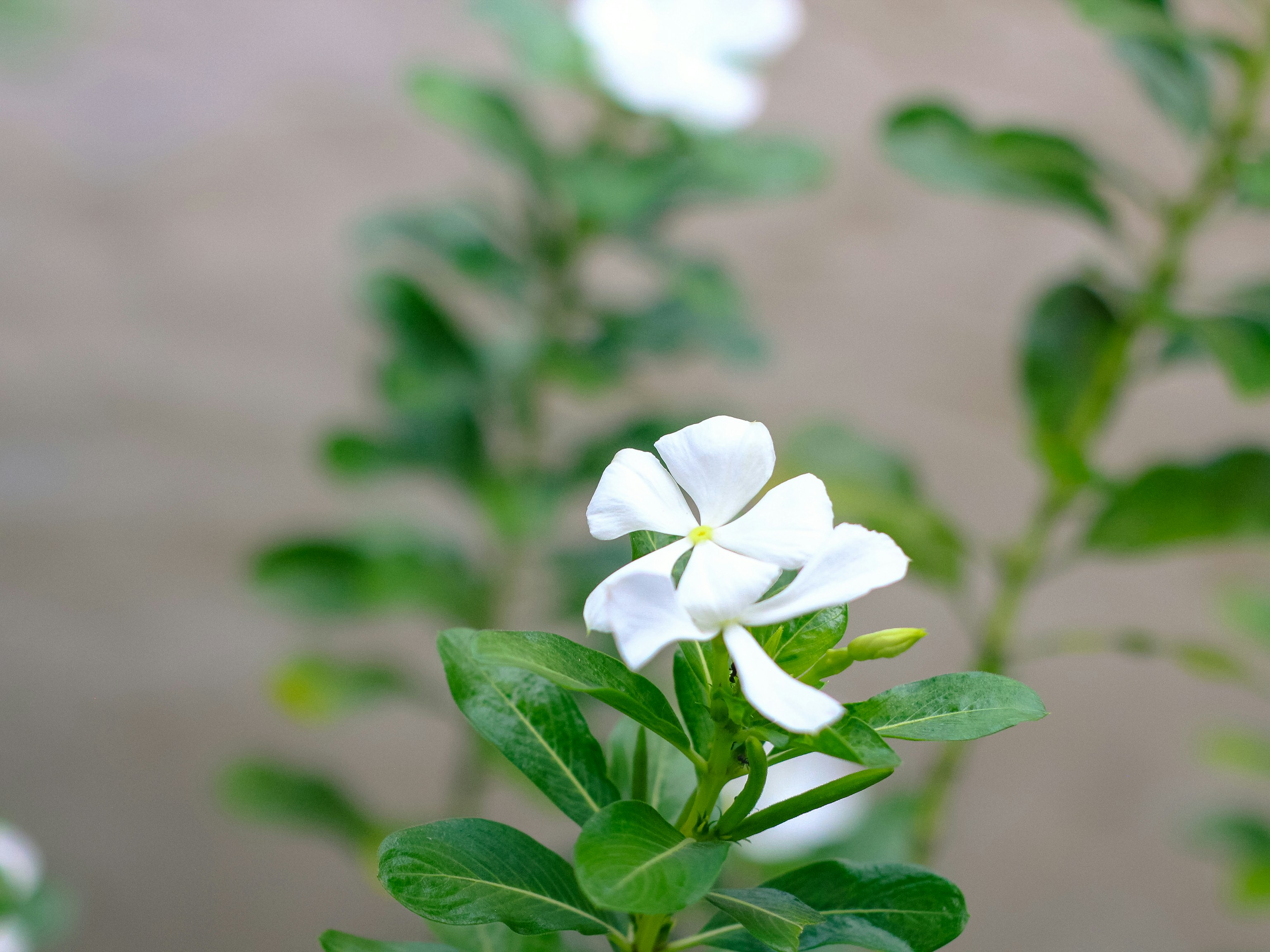 White vinca flowers bloom on a green leafy plant.