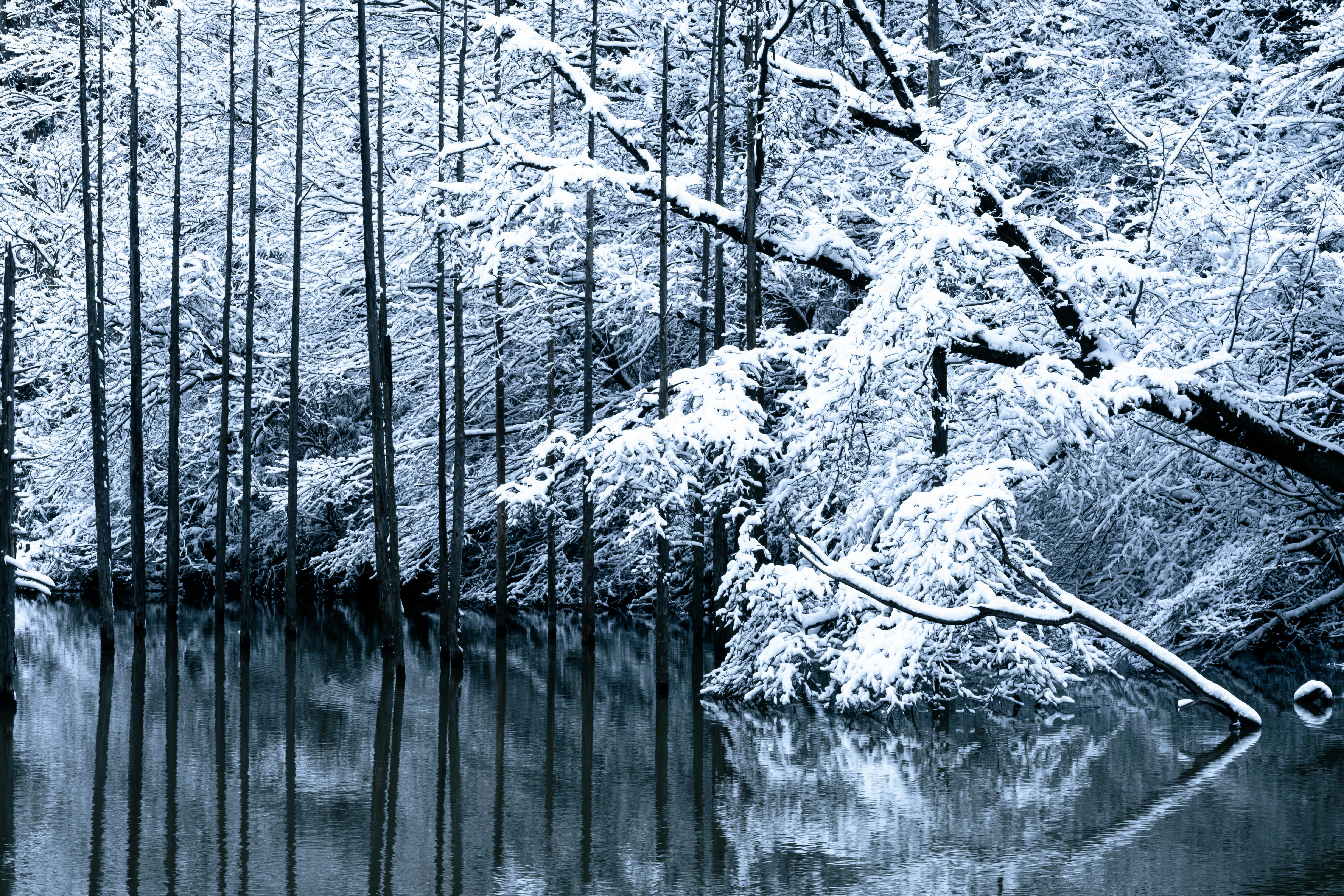 Snow-covered trees reflected in calm winter water