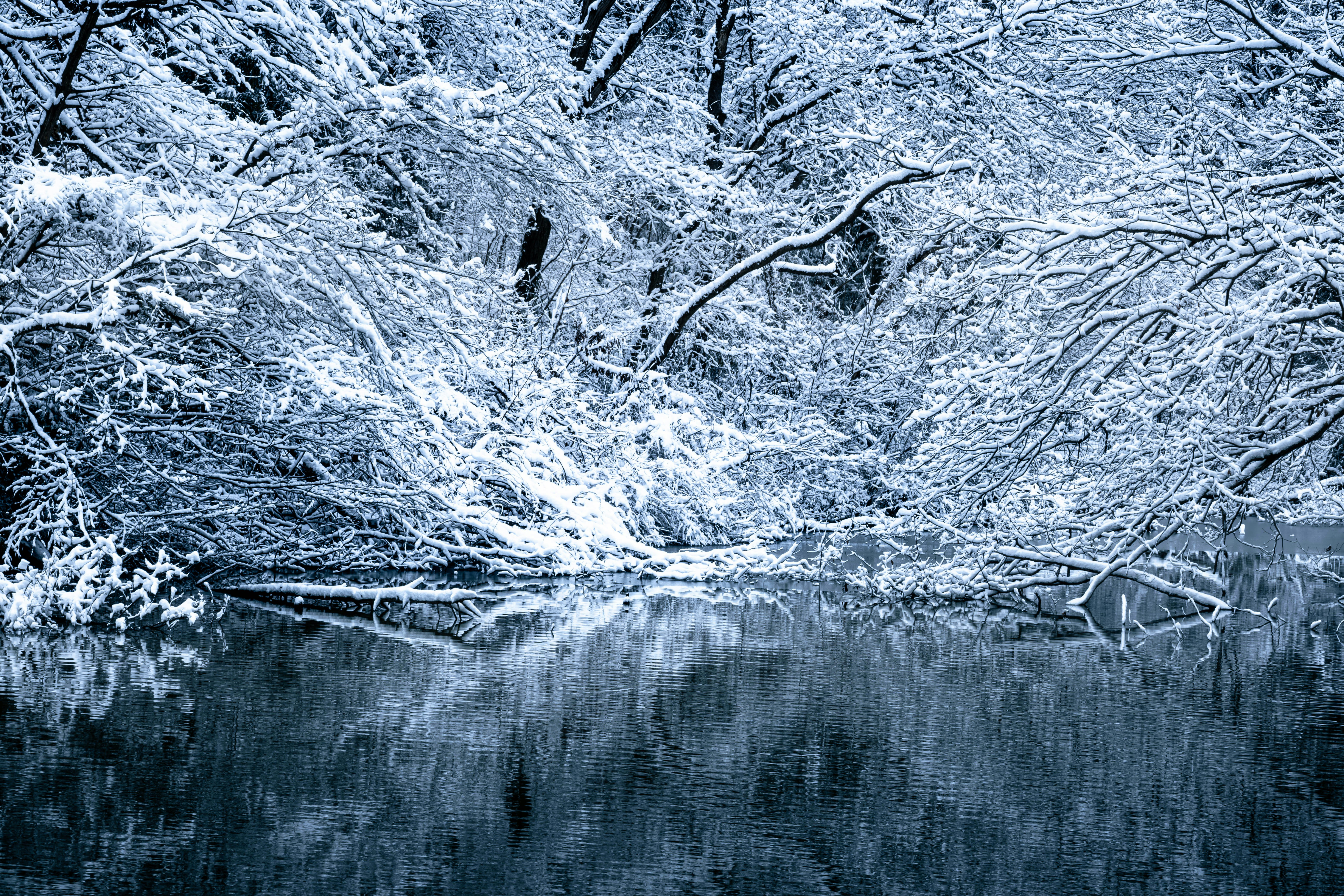 Snow-covered branches reflected in dark water