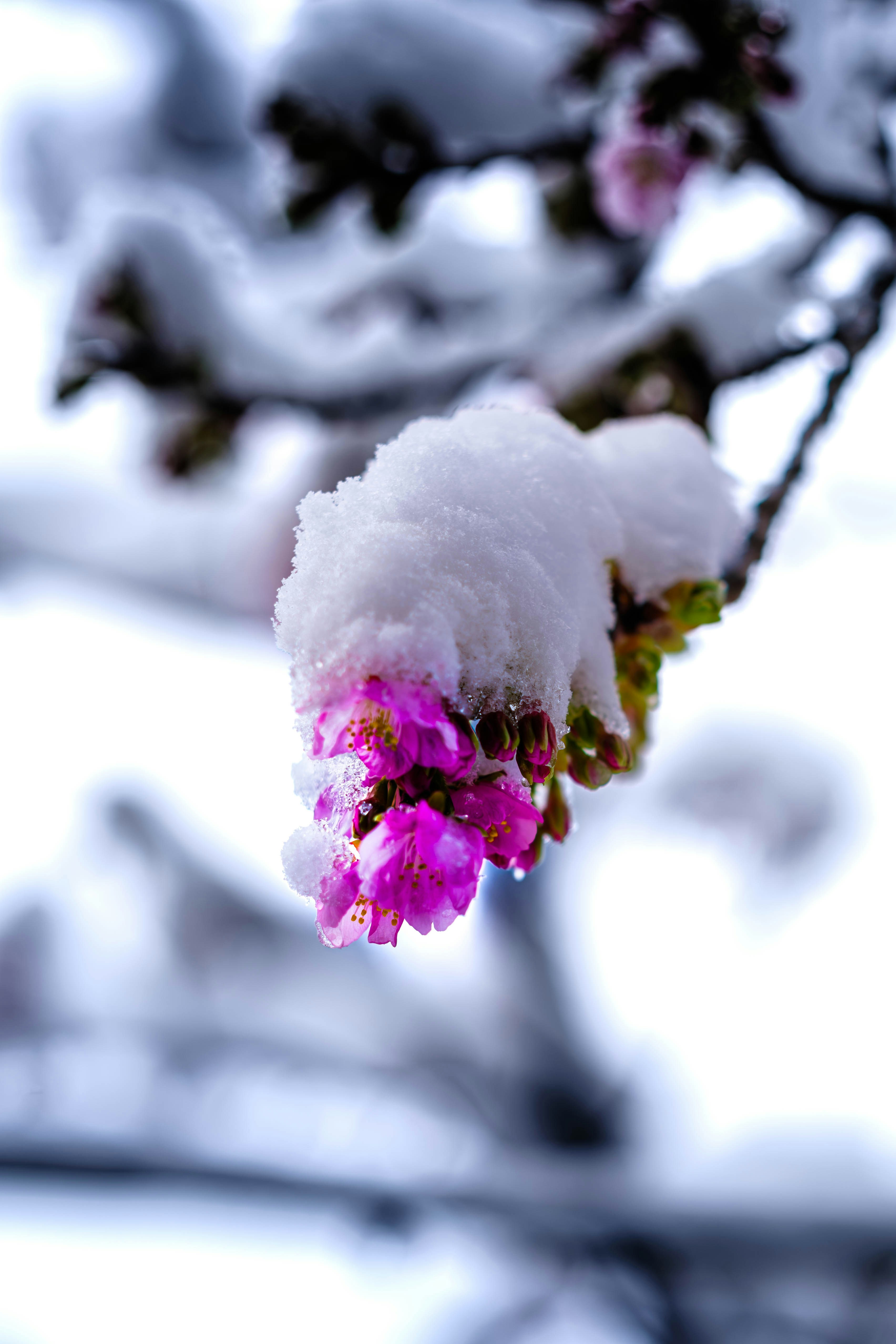 Pink cherry blossoms covered in snow