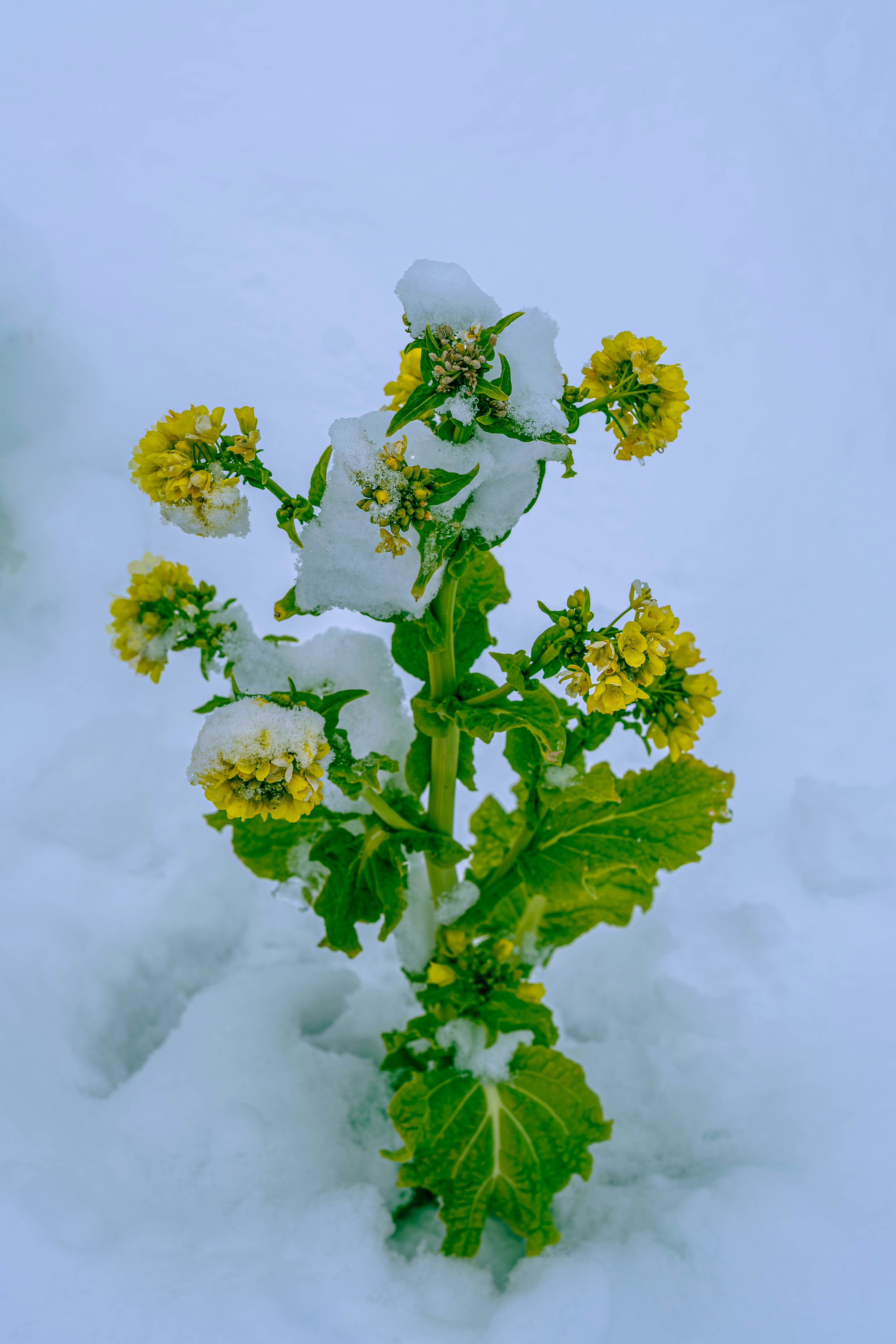 Yellow flowers covered in snow in a winter landscape