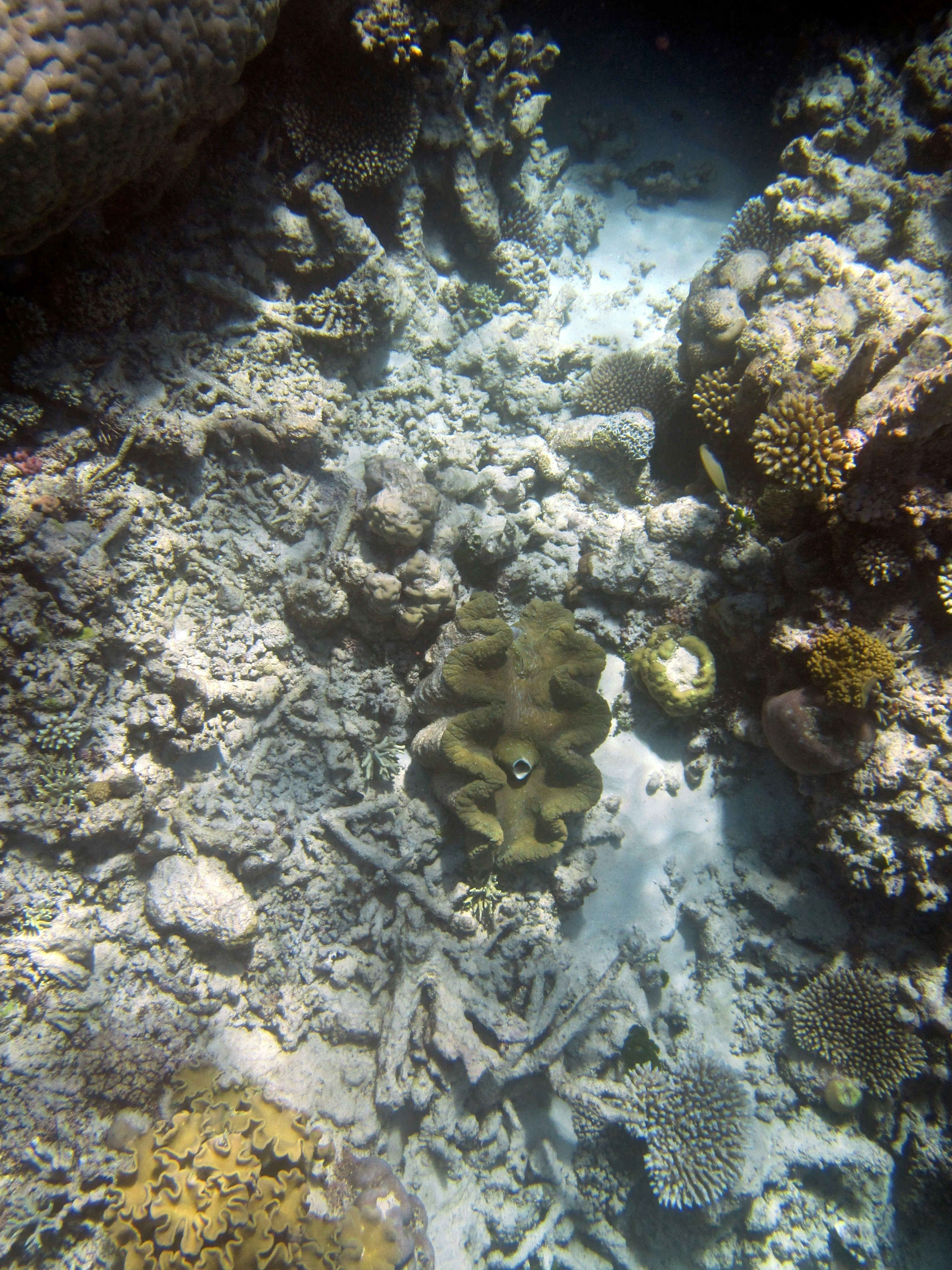 Underwater coral reef with diverse marine life and sandy bottom