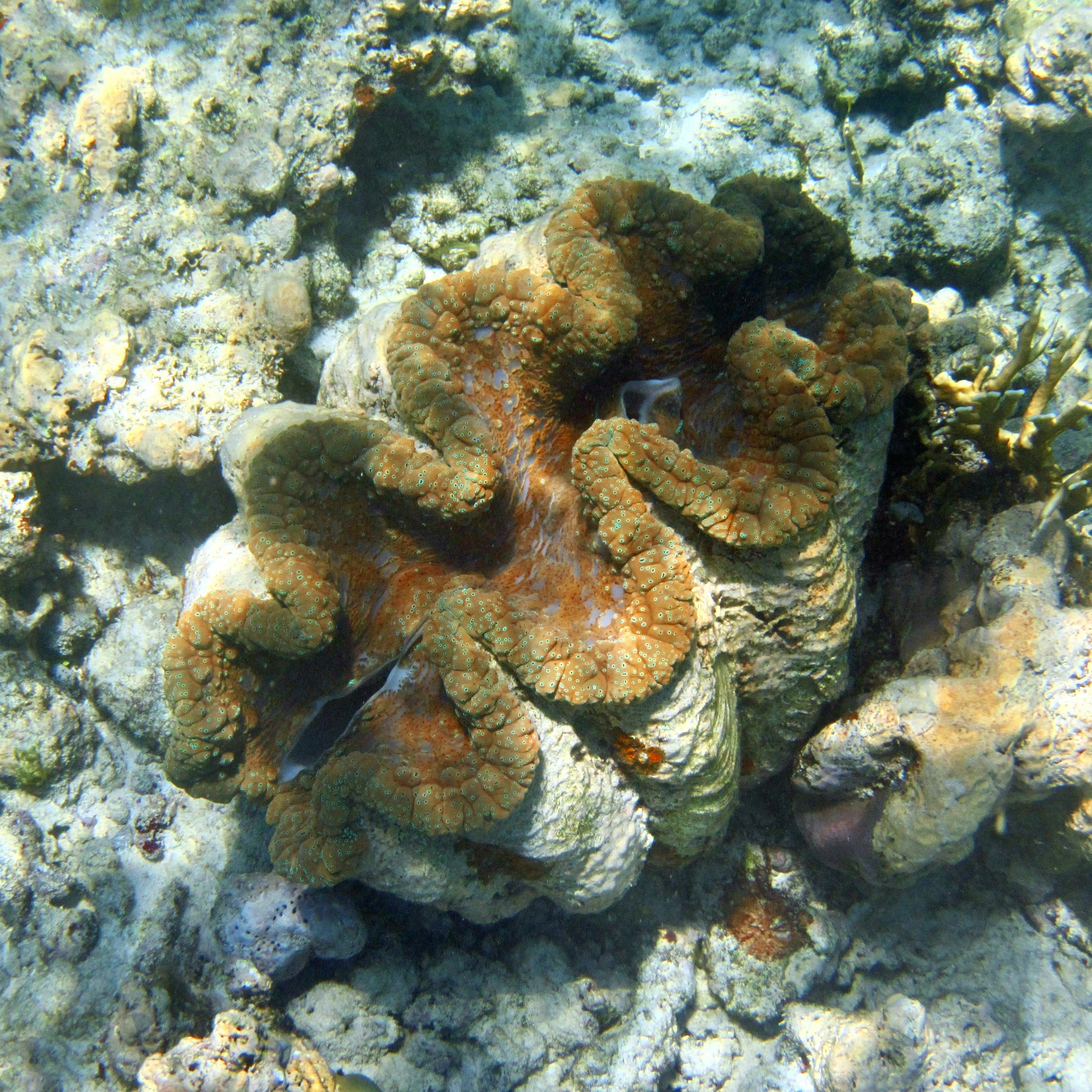 A large clam rests on a coral reef.