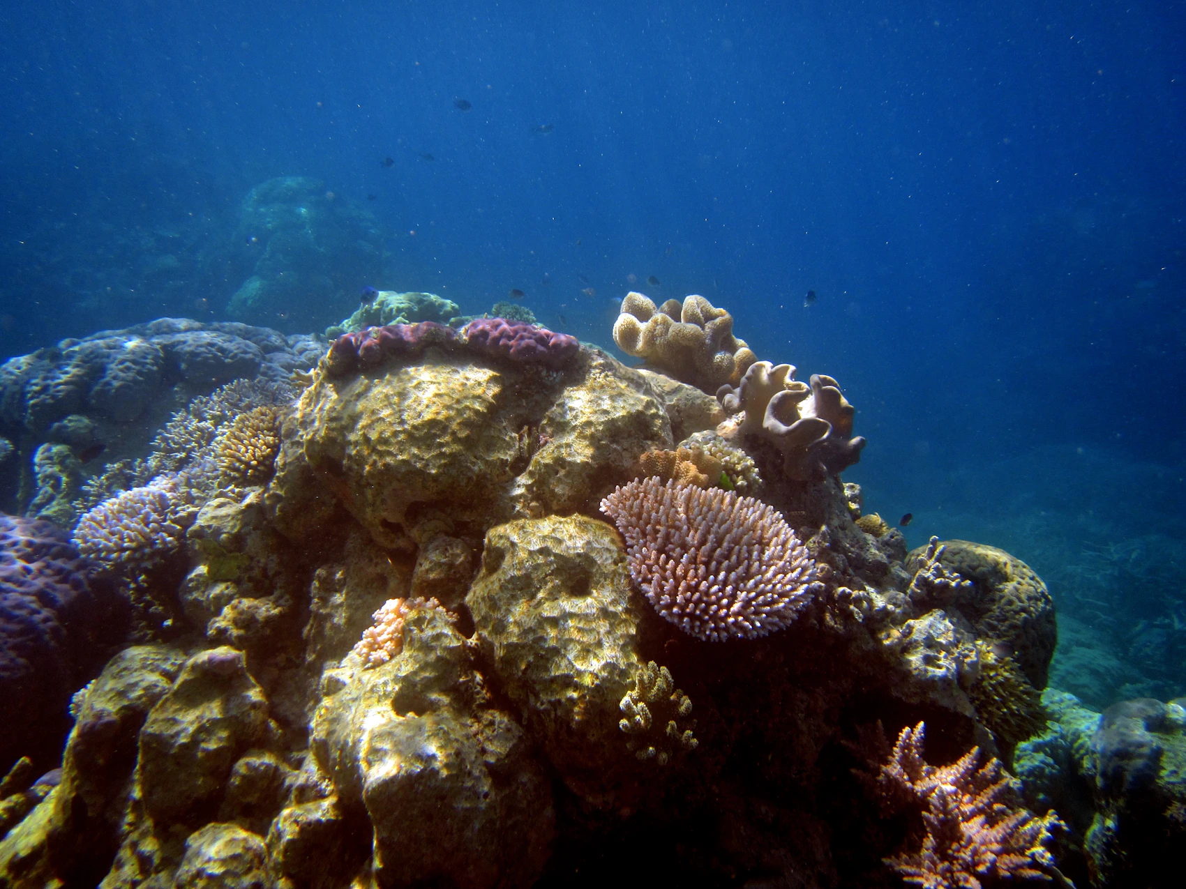 Colourful coral and marine life on the Great Barrier Reef