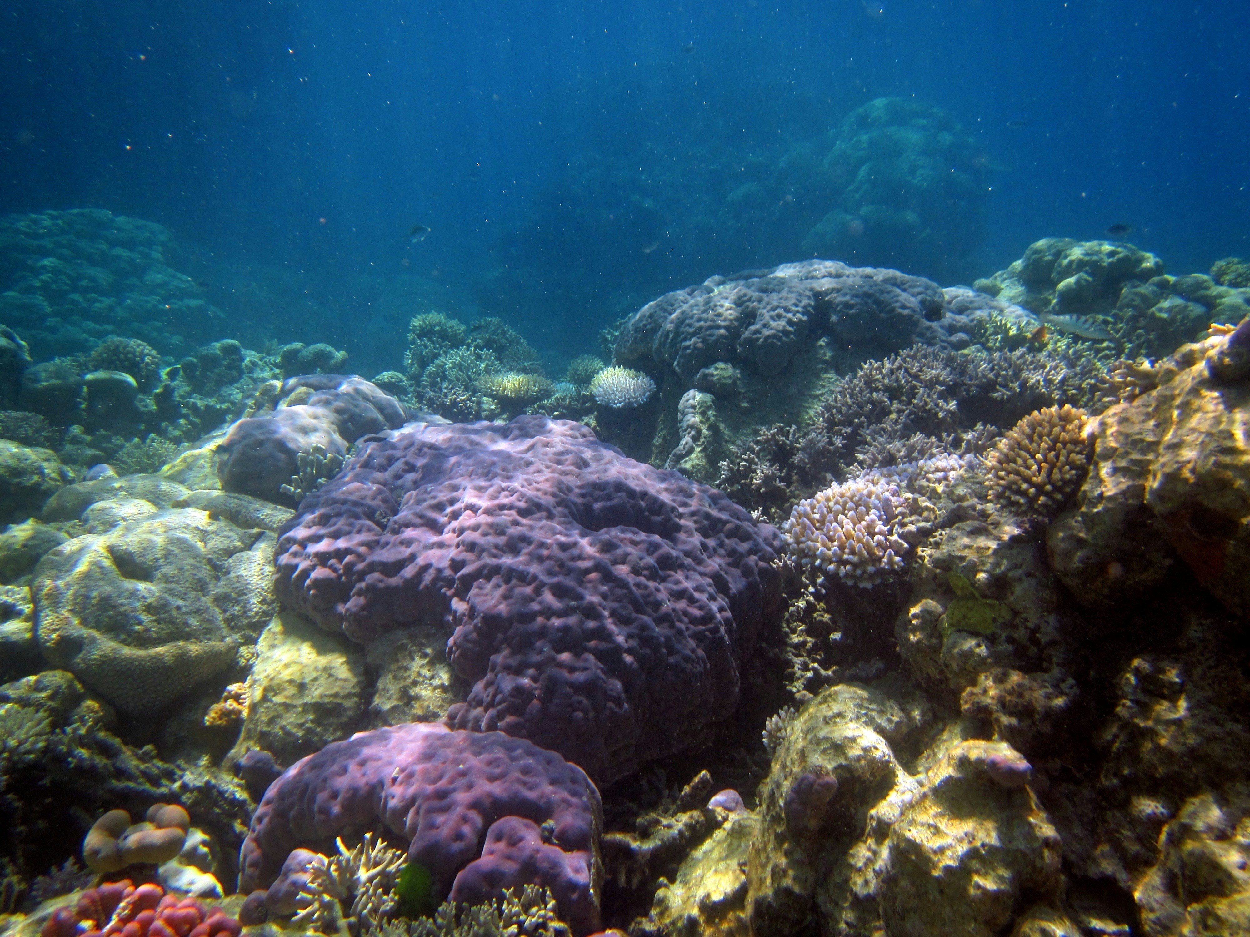 Photo by tejaonthehorizon