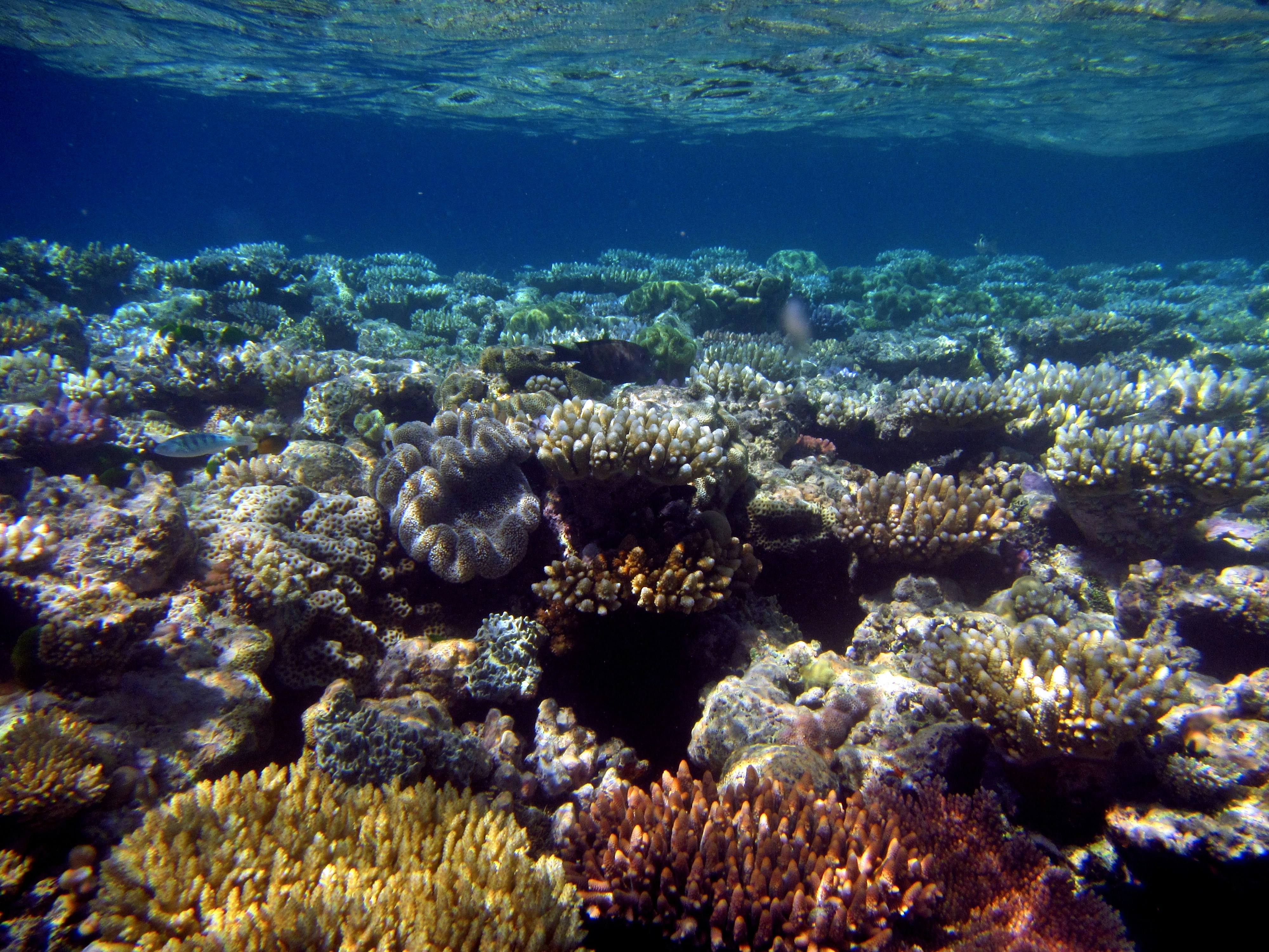 Photo by tejaonthehorizon