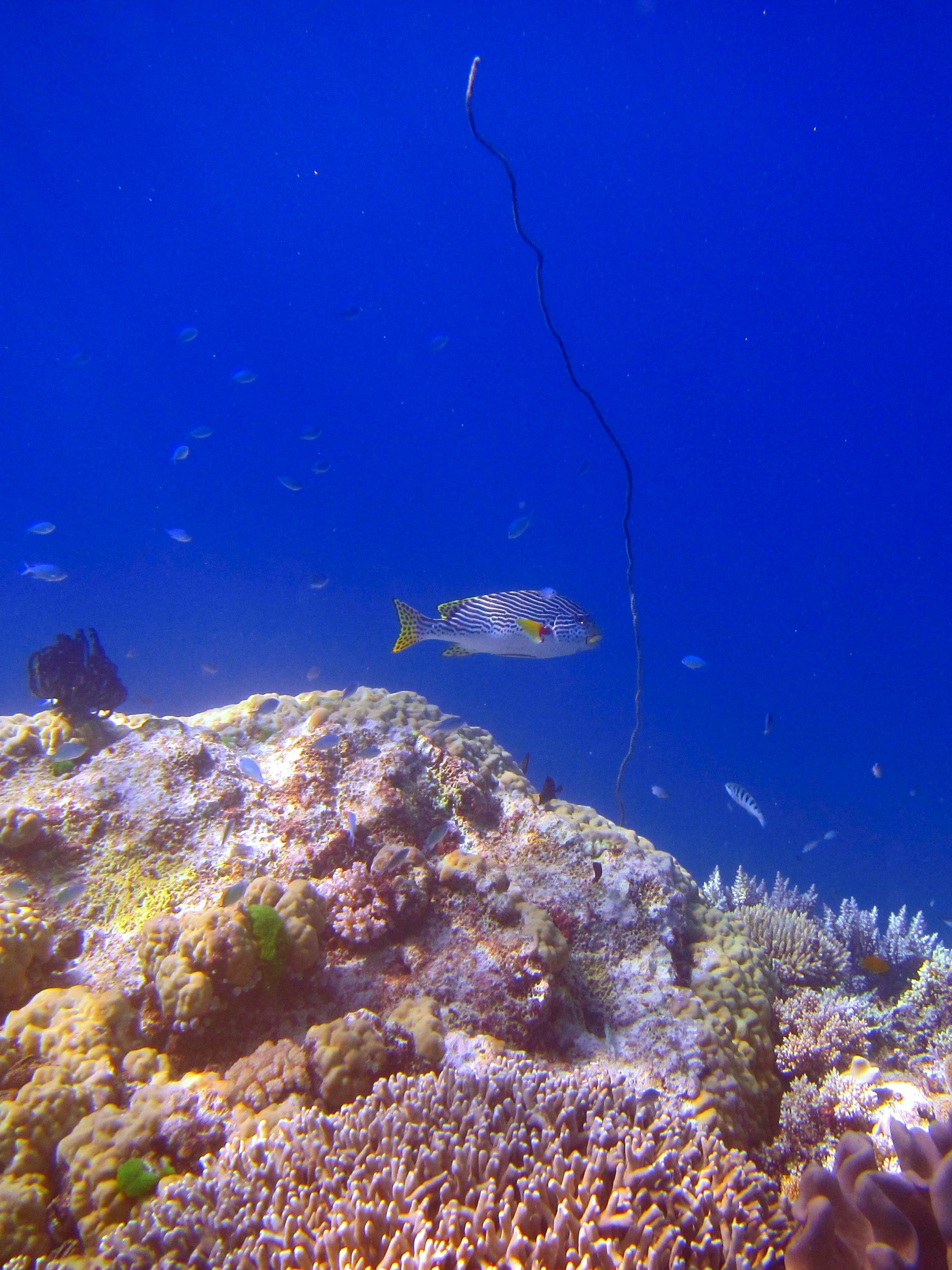 A single fish swims near a coral reef underwater.
