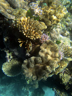 Underwater view of colorful coral reef with diverse marine life.
