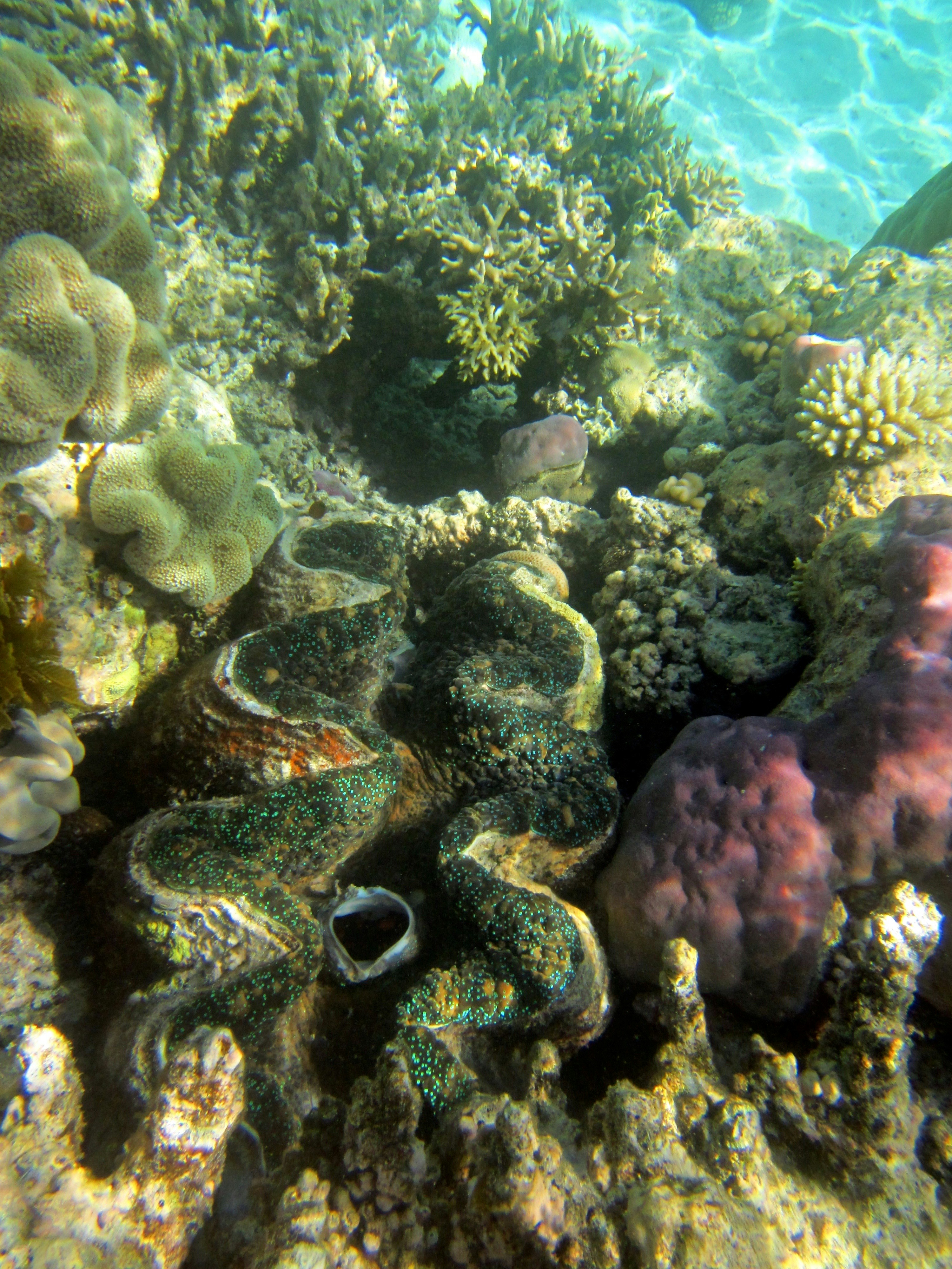 Giant clam nestled among colorful coral reef