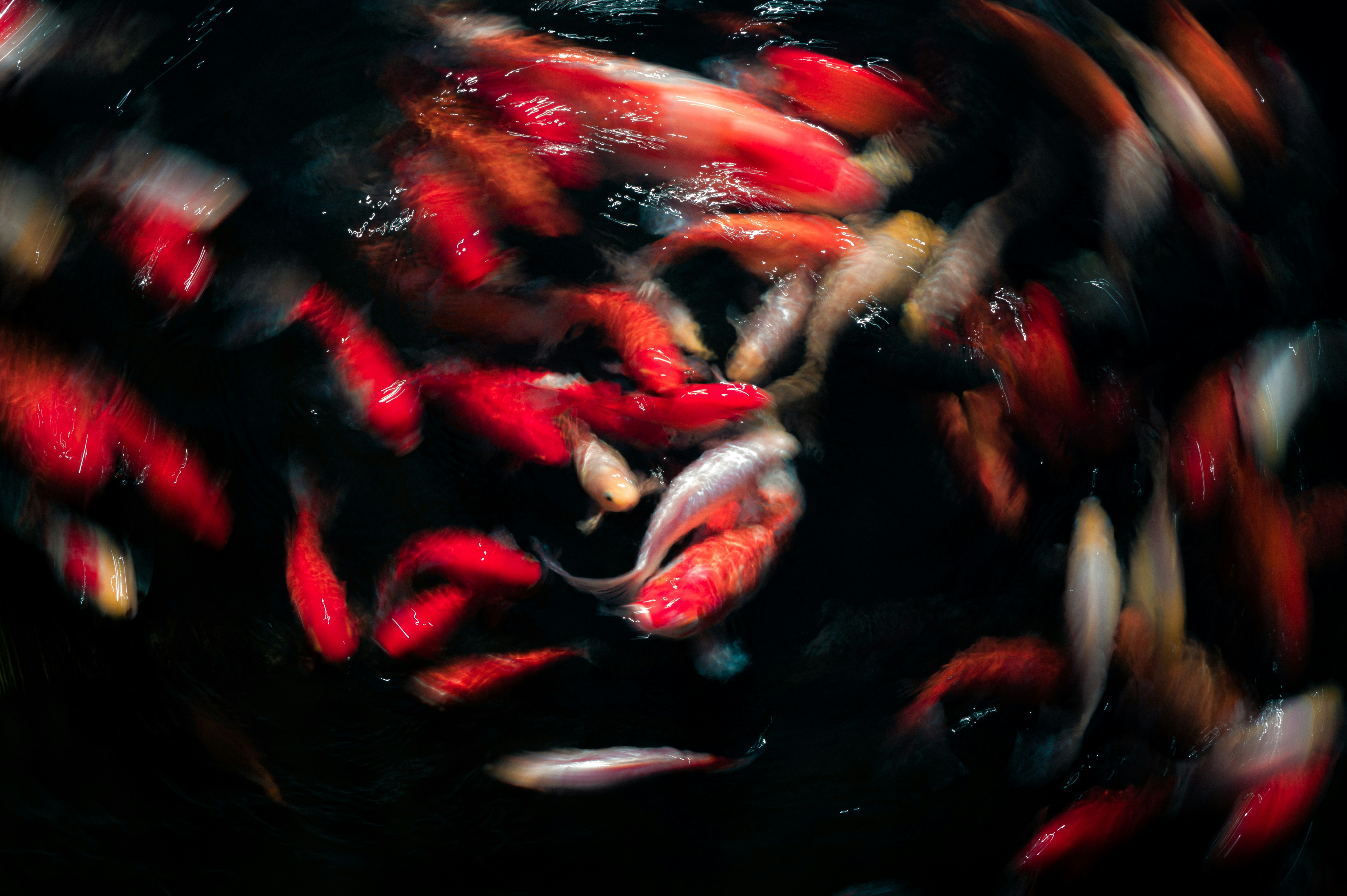 A school of koi fish swimming in dark water
