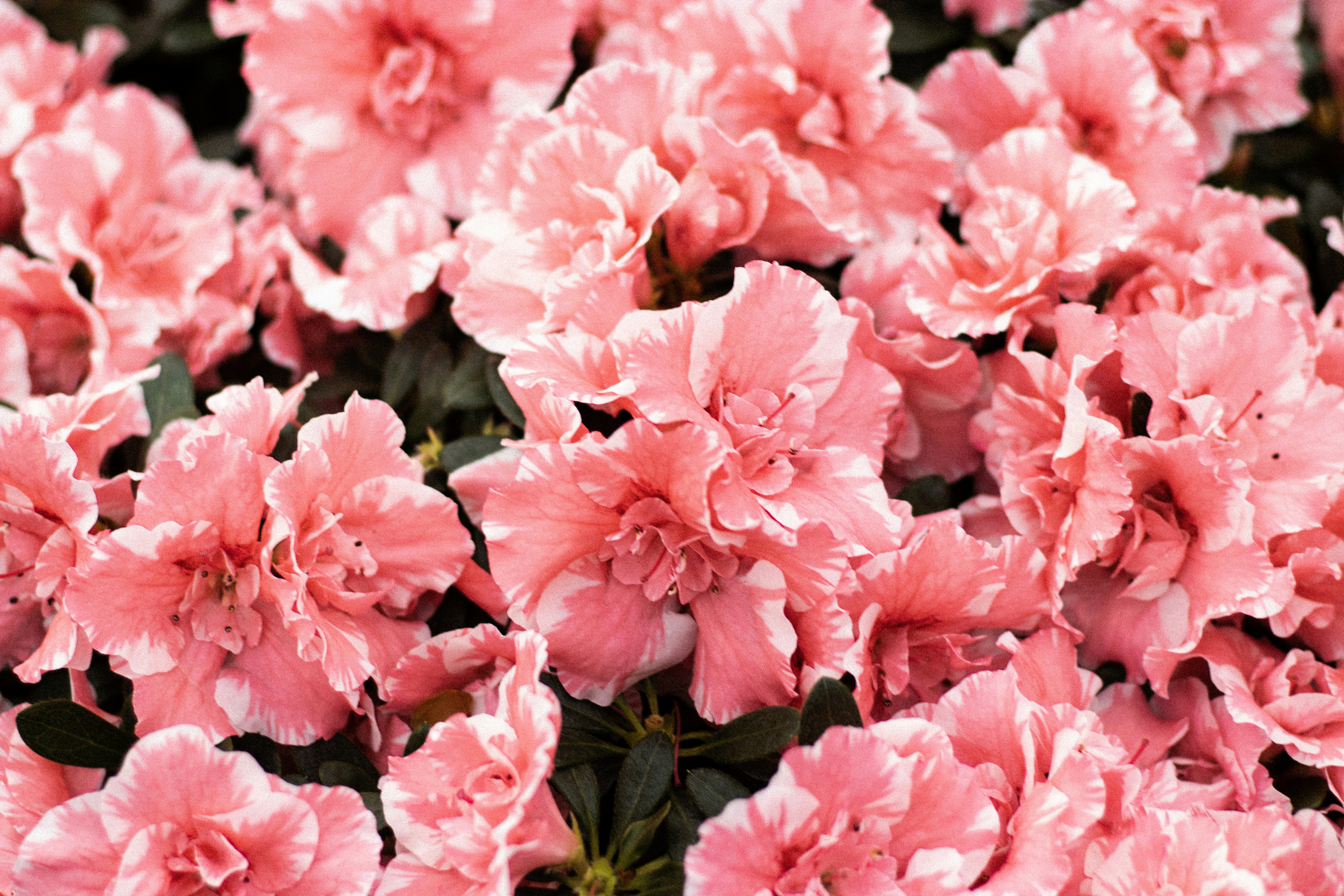 Photo by reinisbruzitis