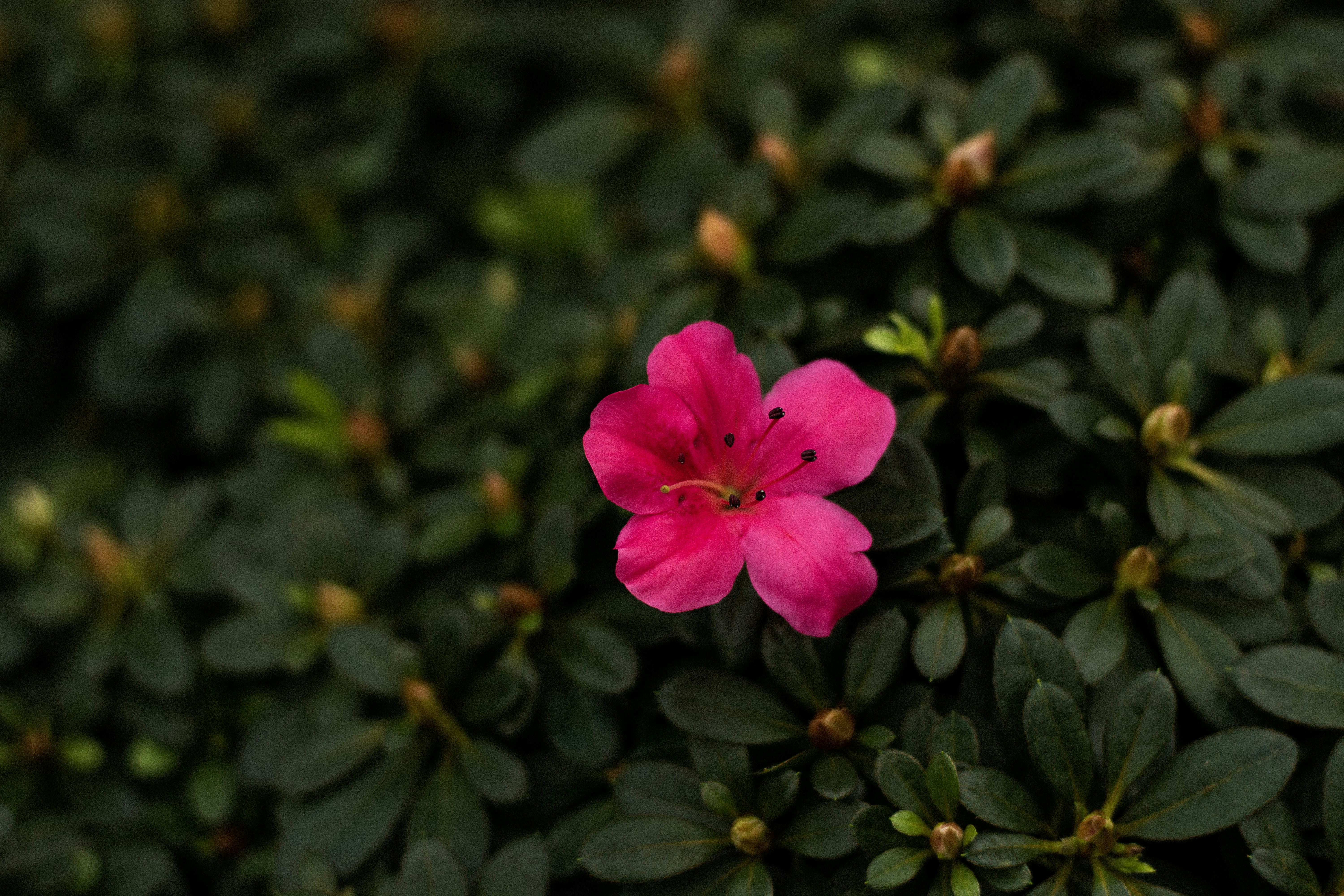 Photo by reinisbruzitis