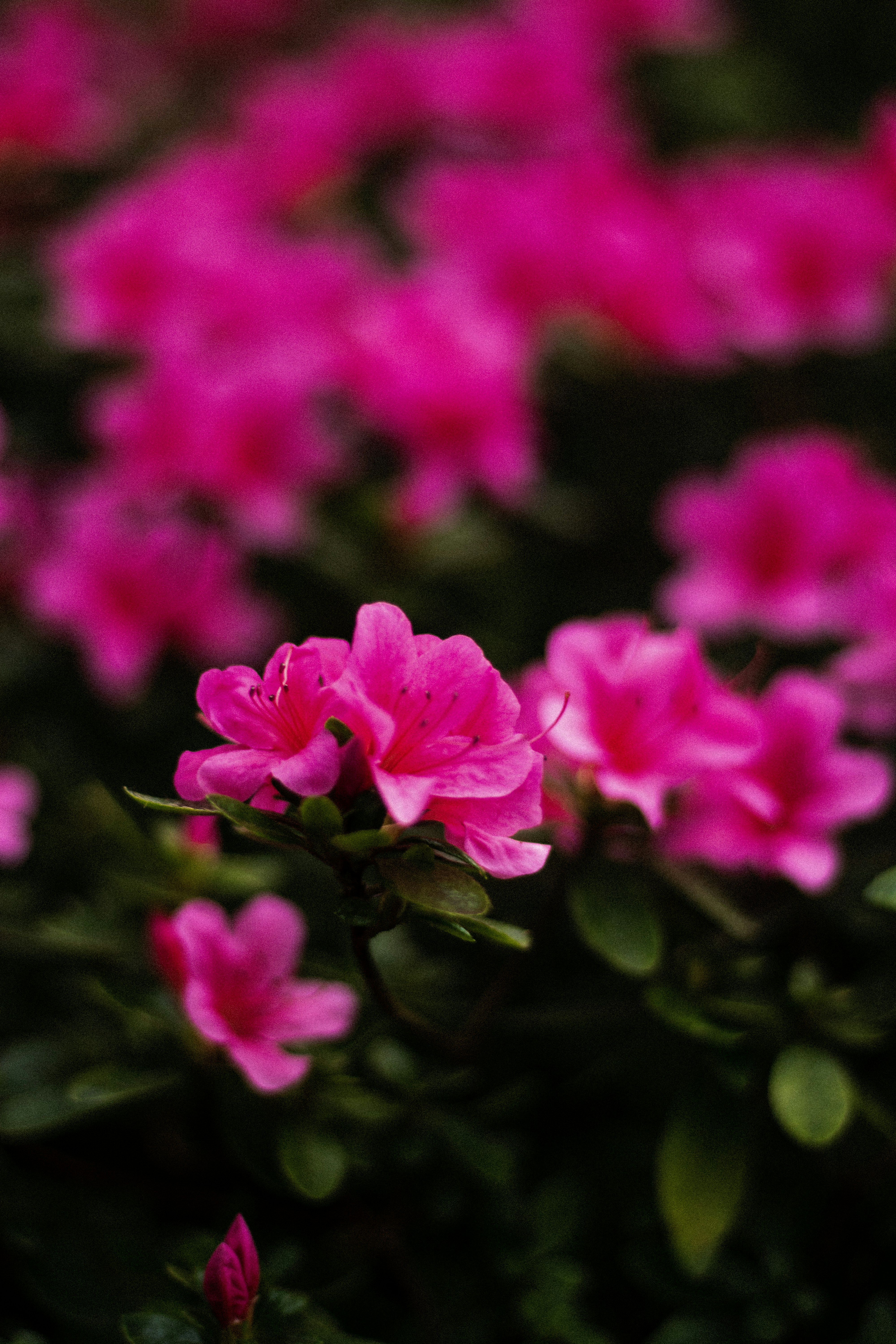 Photo by reinisbruzitis