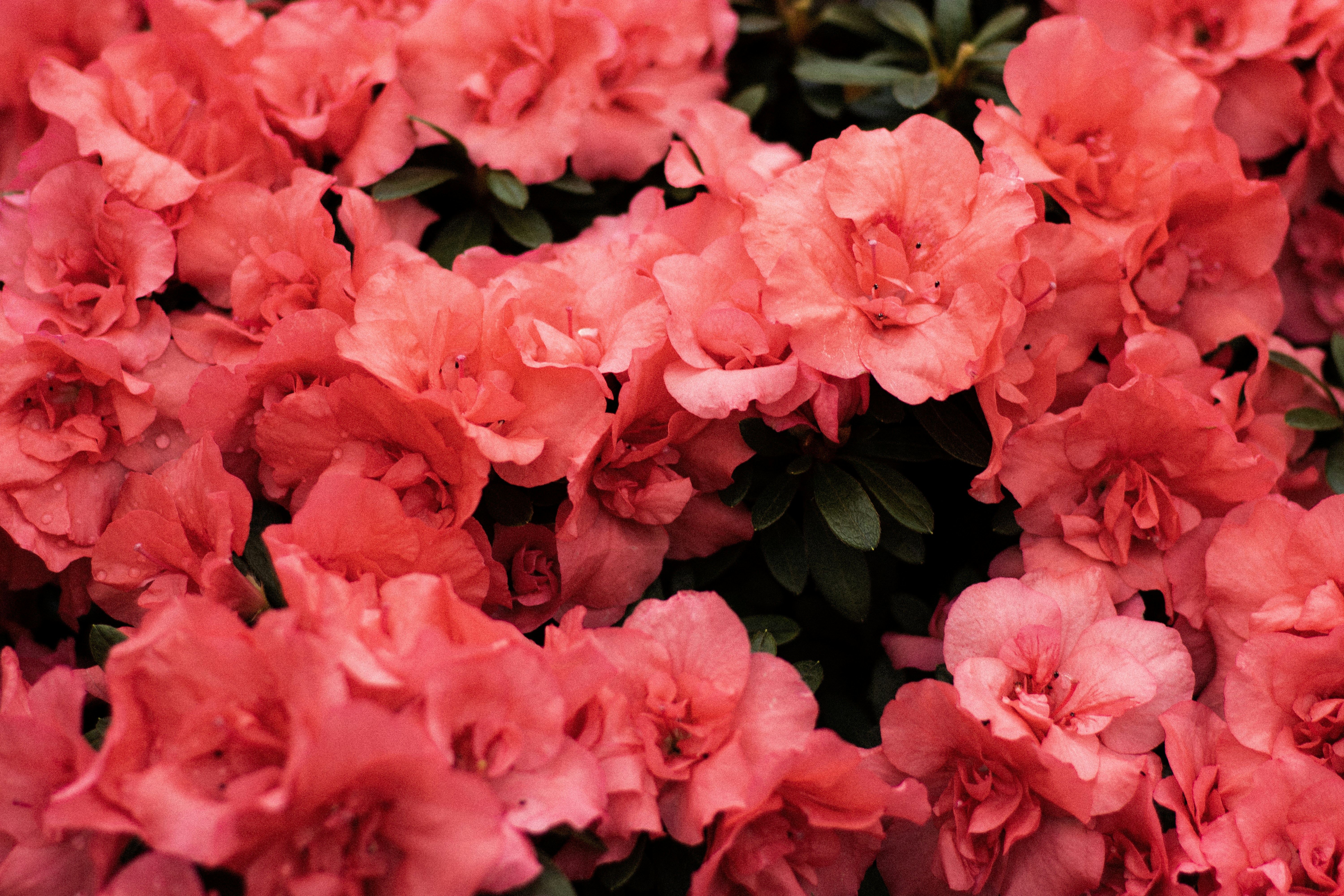 Photo by reinisbruzitis